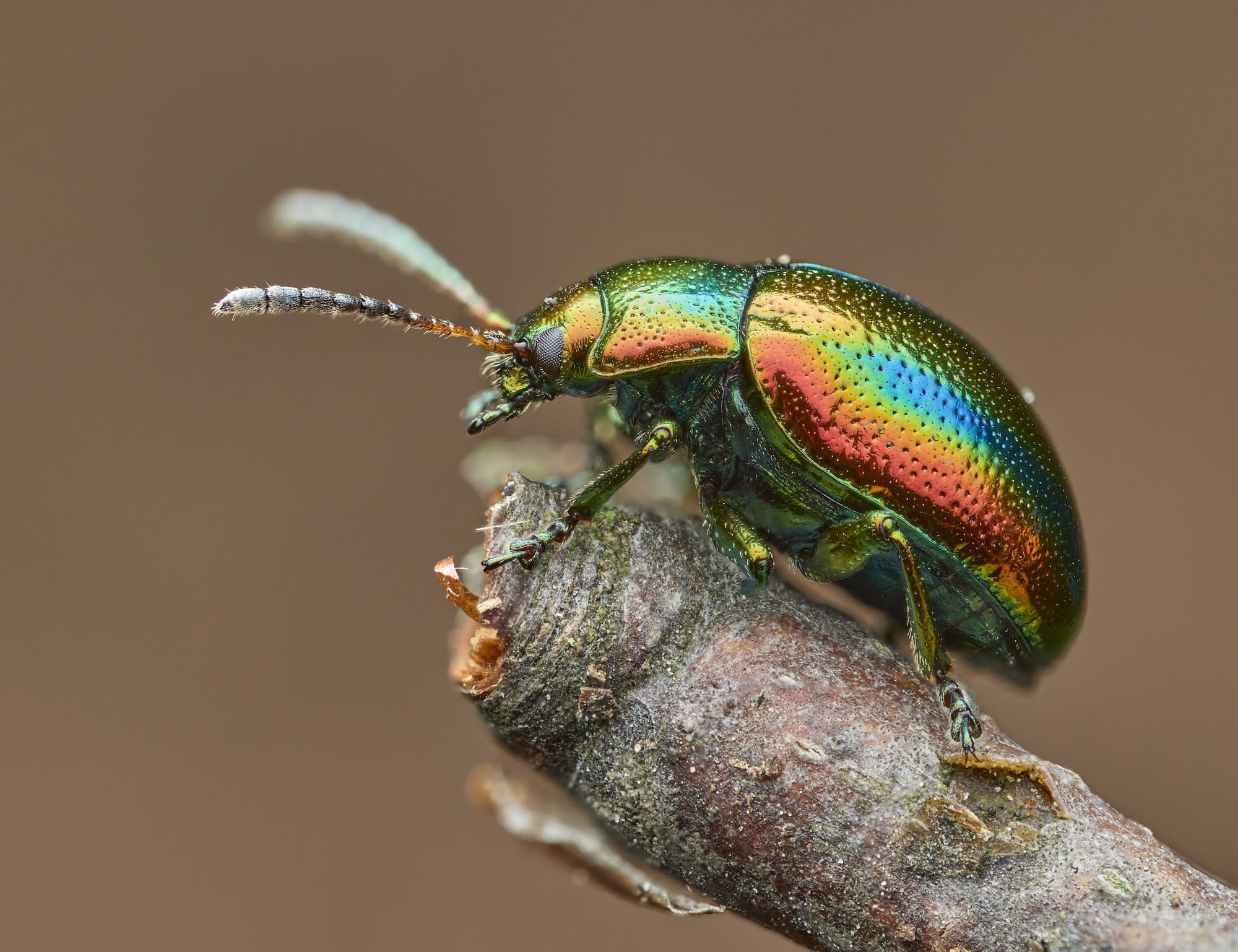 Fasta fastuosa