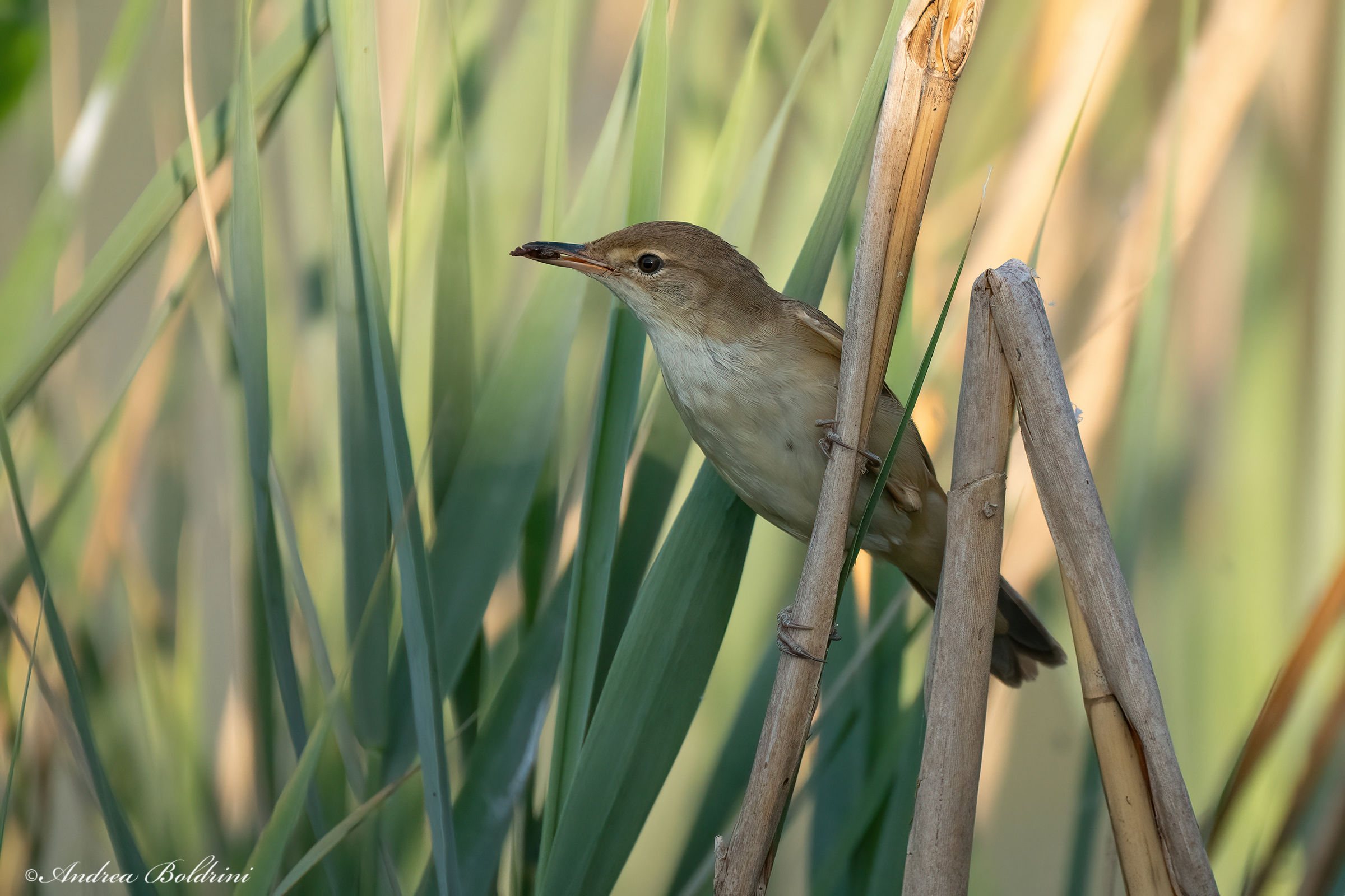 Reed Warbler