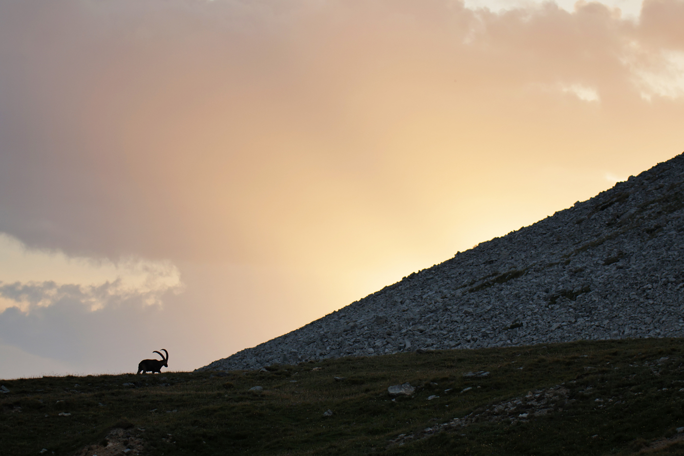 Ibex