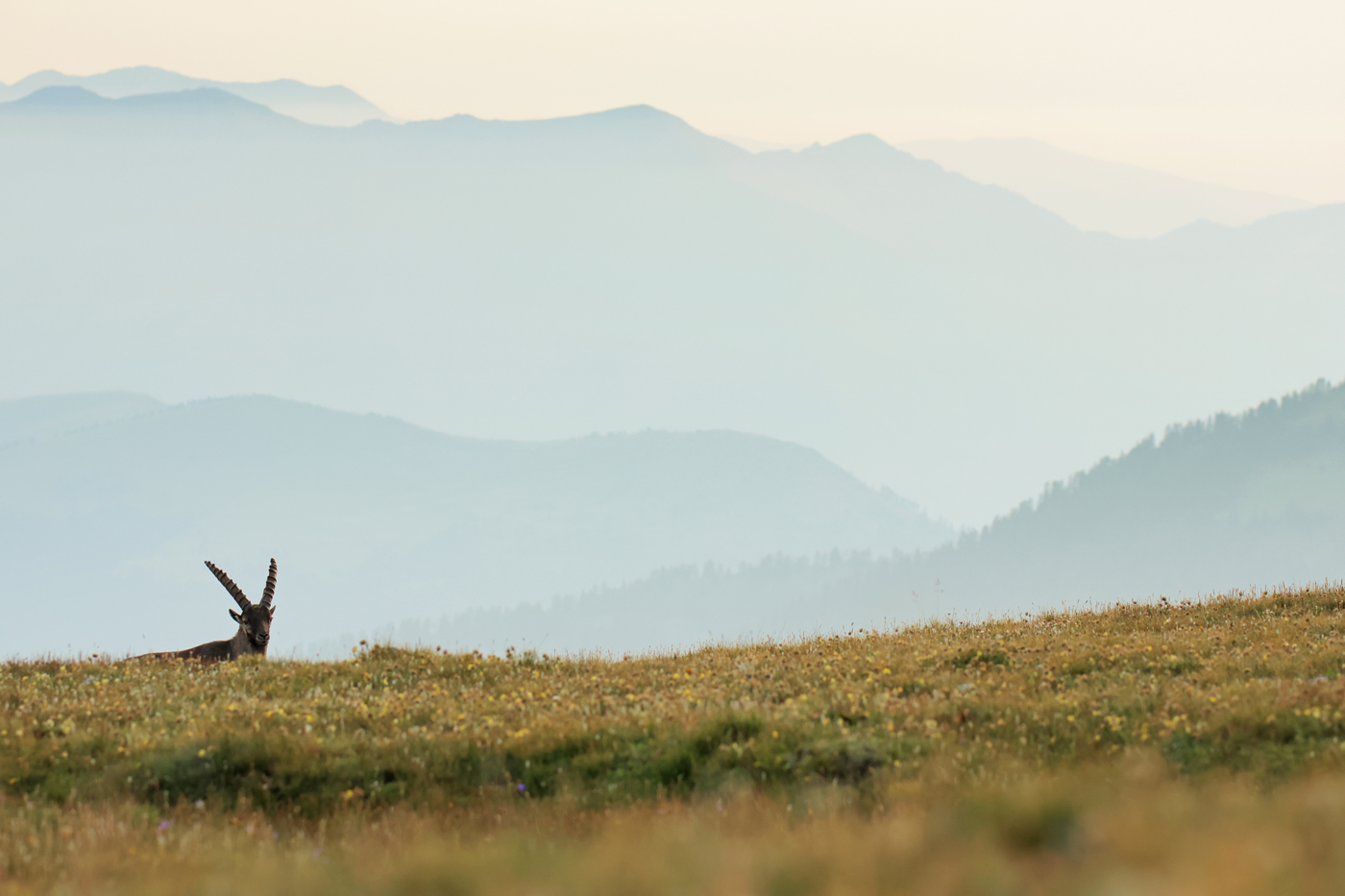 Ibex