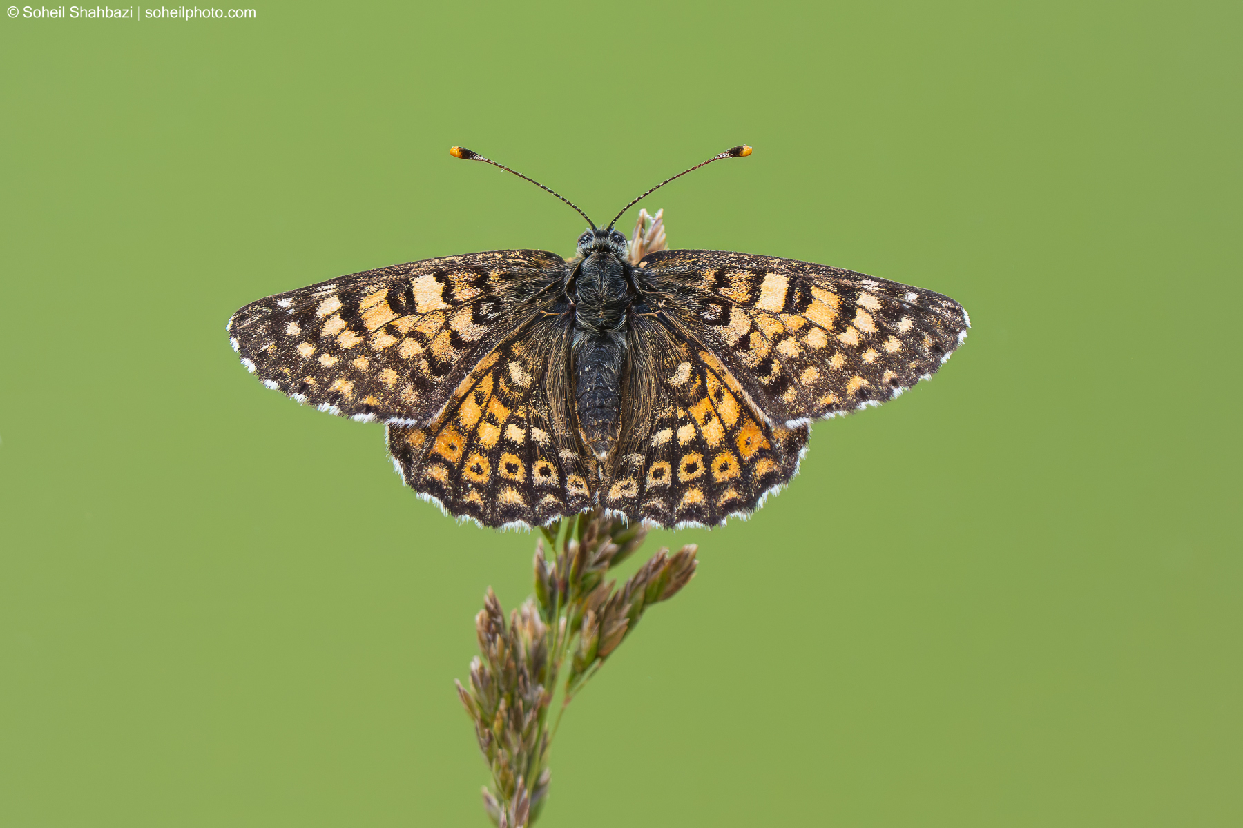 Fritillary