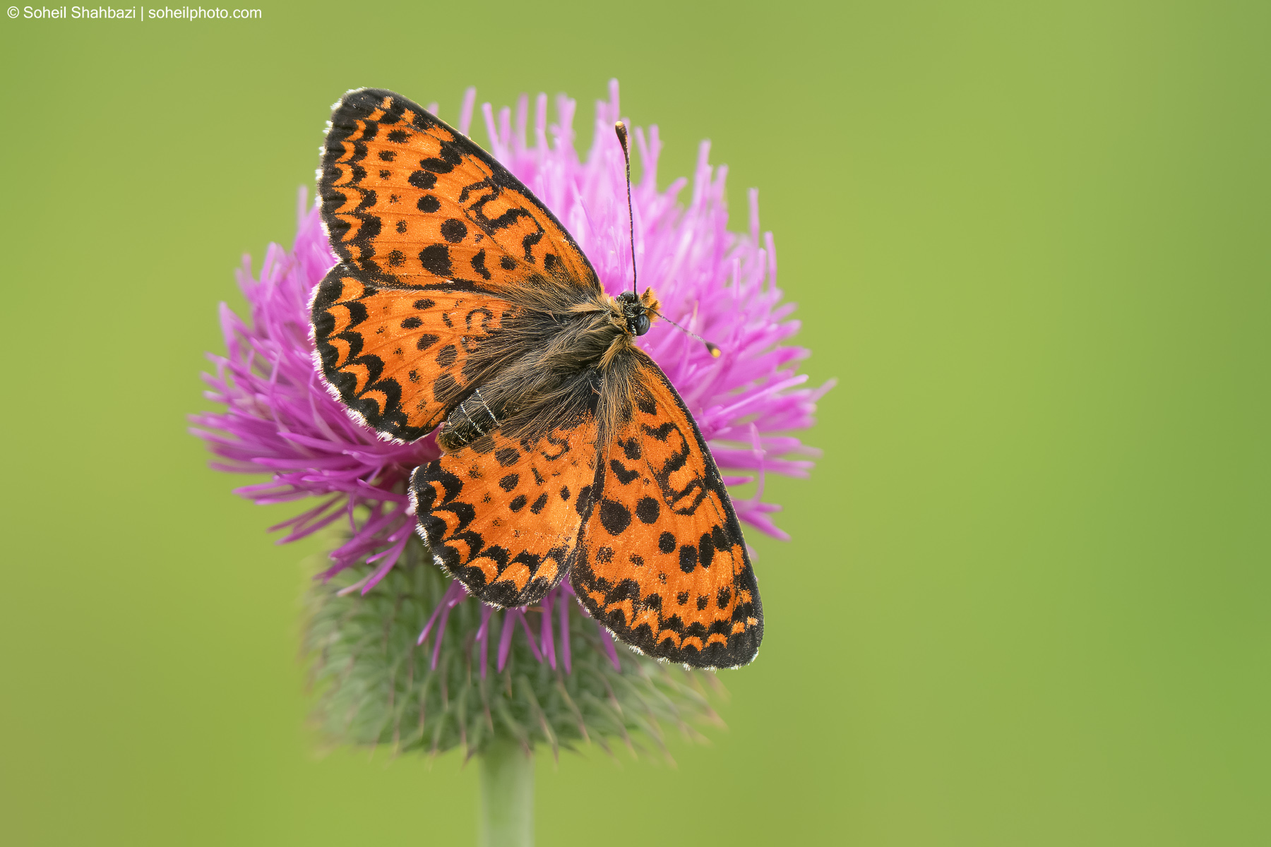 Fritillary
