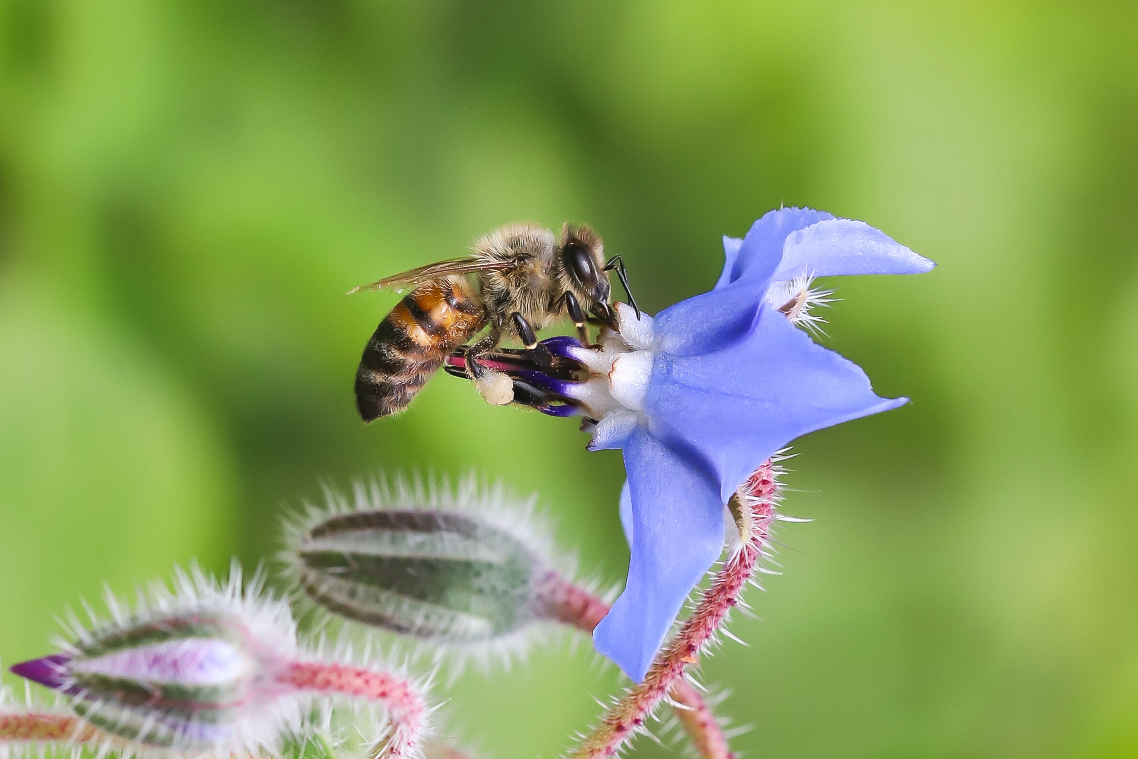 Bee on borage flower...