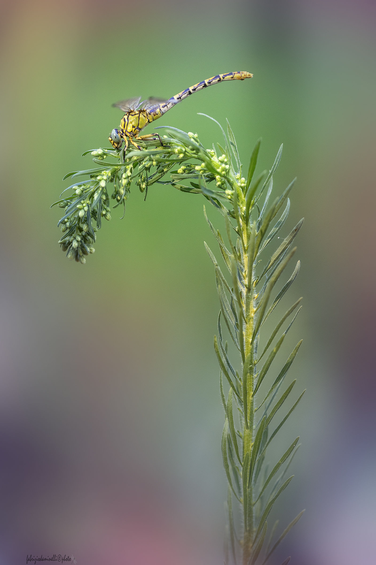Onychogomphus forcipatus