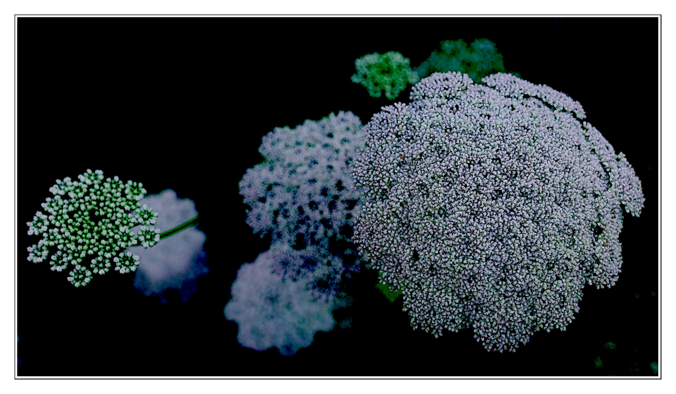 Visnaga