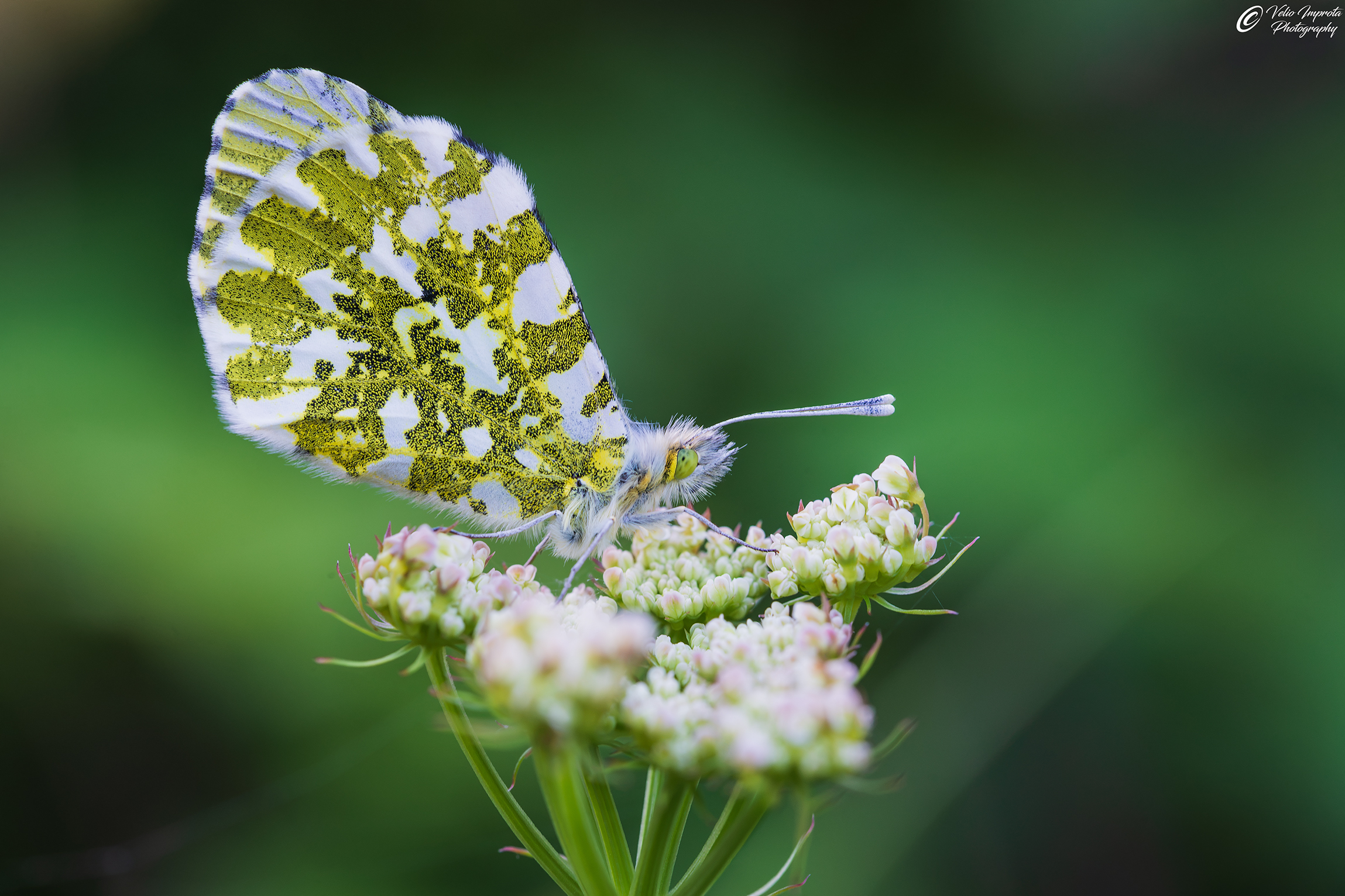 Anthocharis cardamines