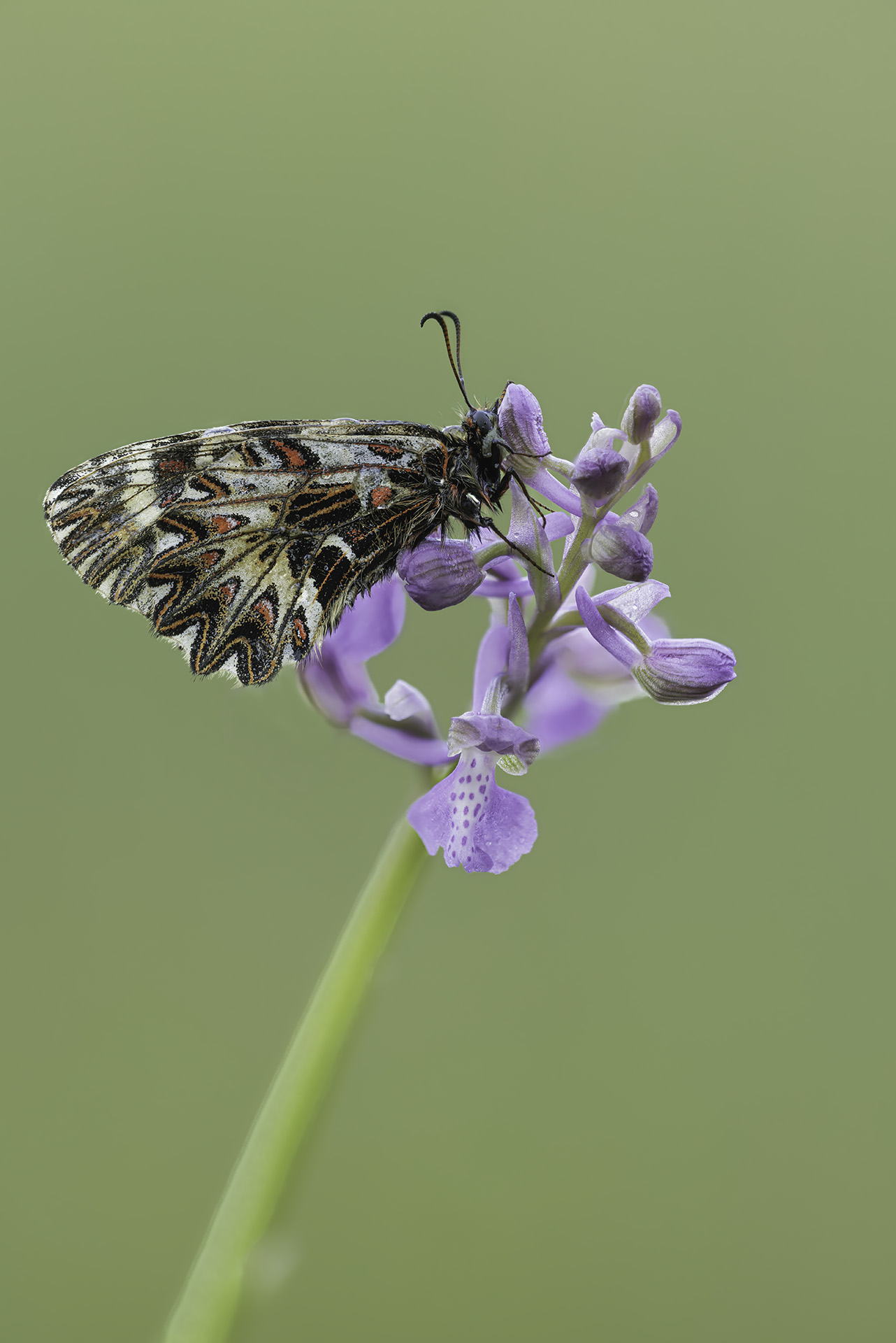 Zerynthia cassandra