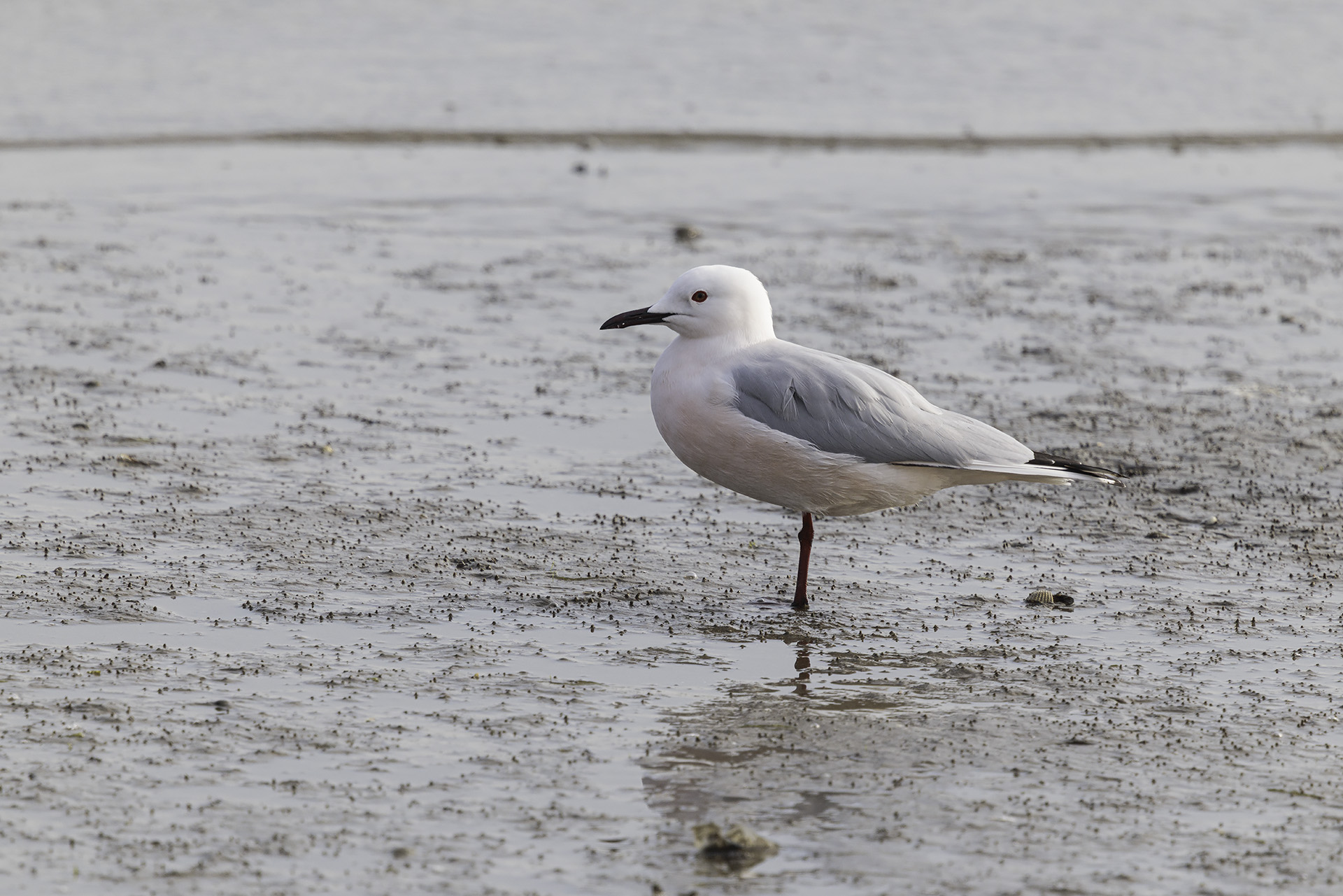 Rosy gull