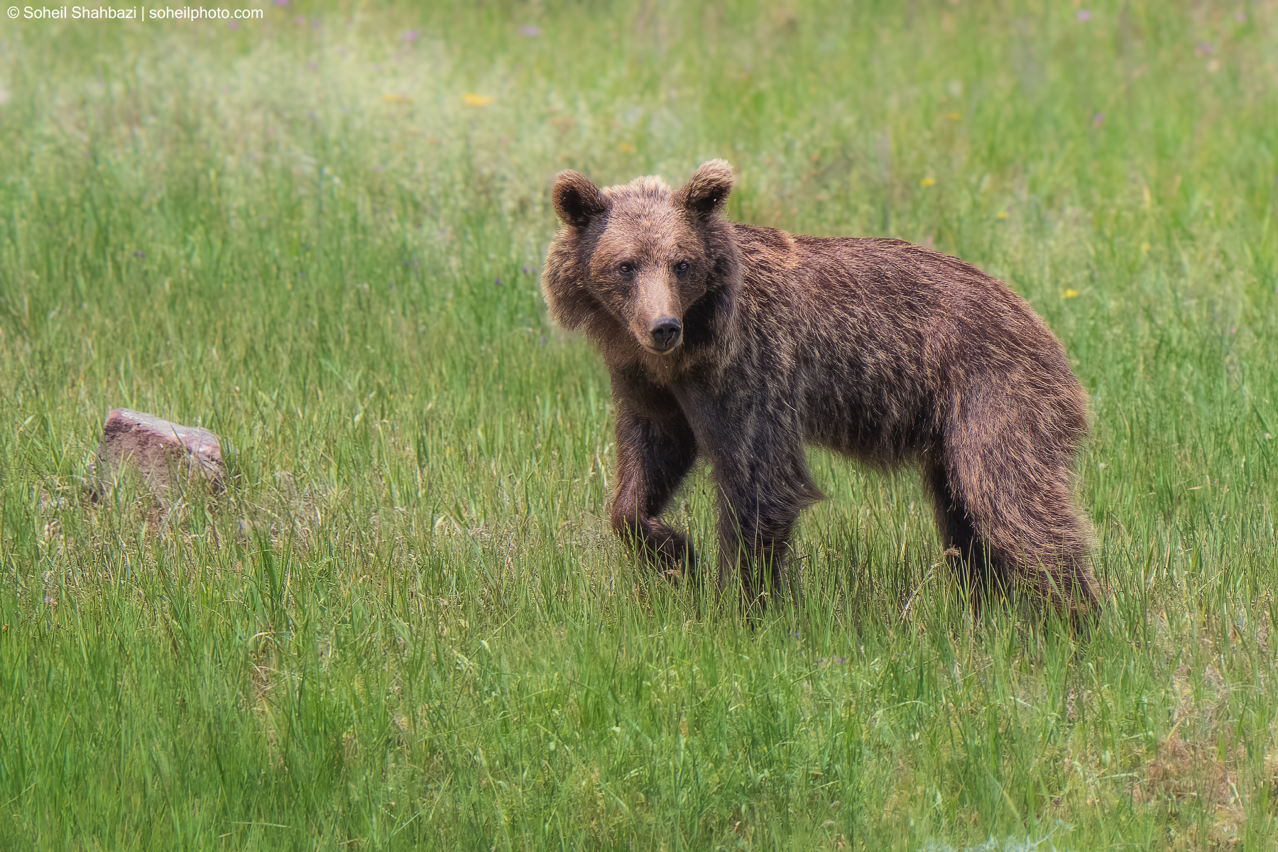 Brown bear