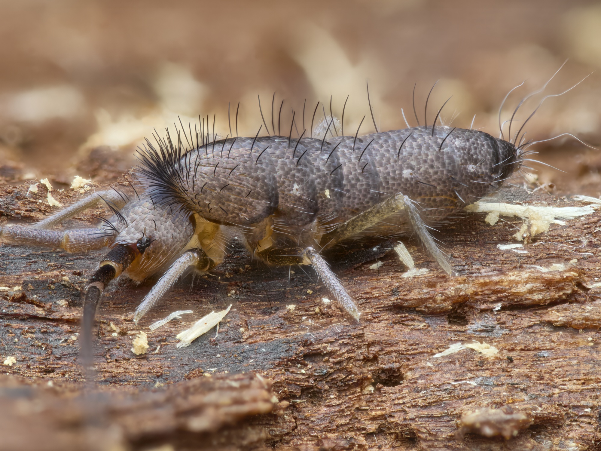 Pogonognathellus longicornis