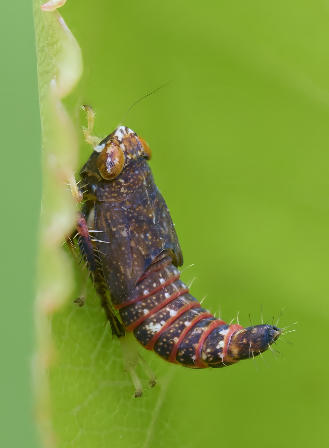Orientus sp. 2