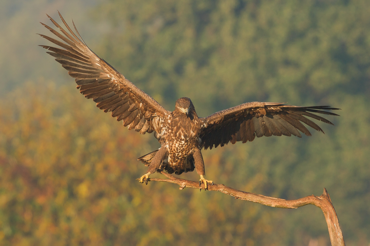 White-Tailed Eagle