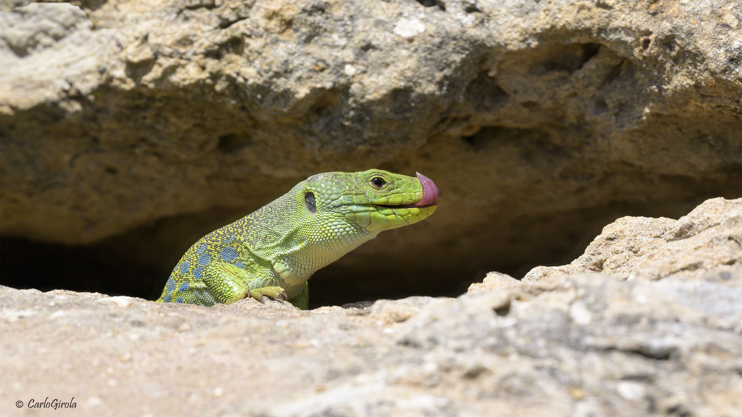 Ocellated lizard (Timon lepidus)