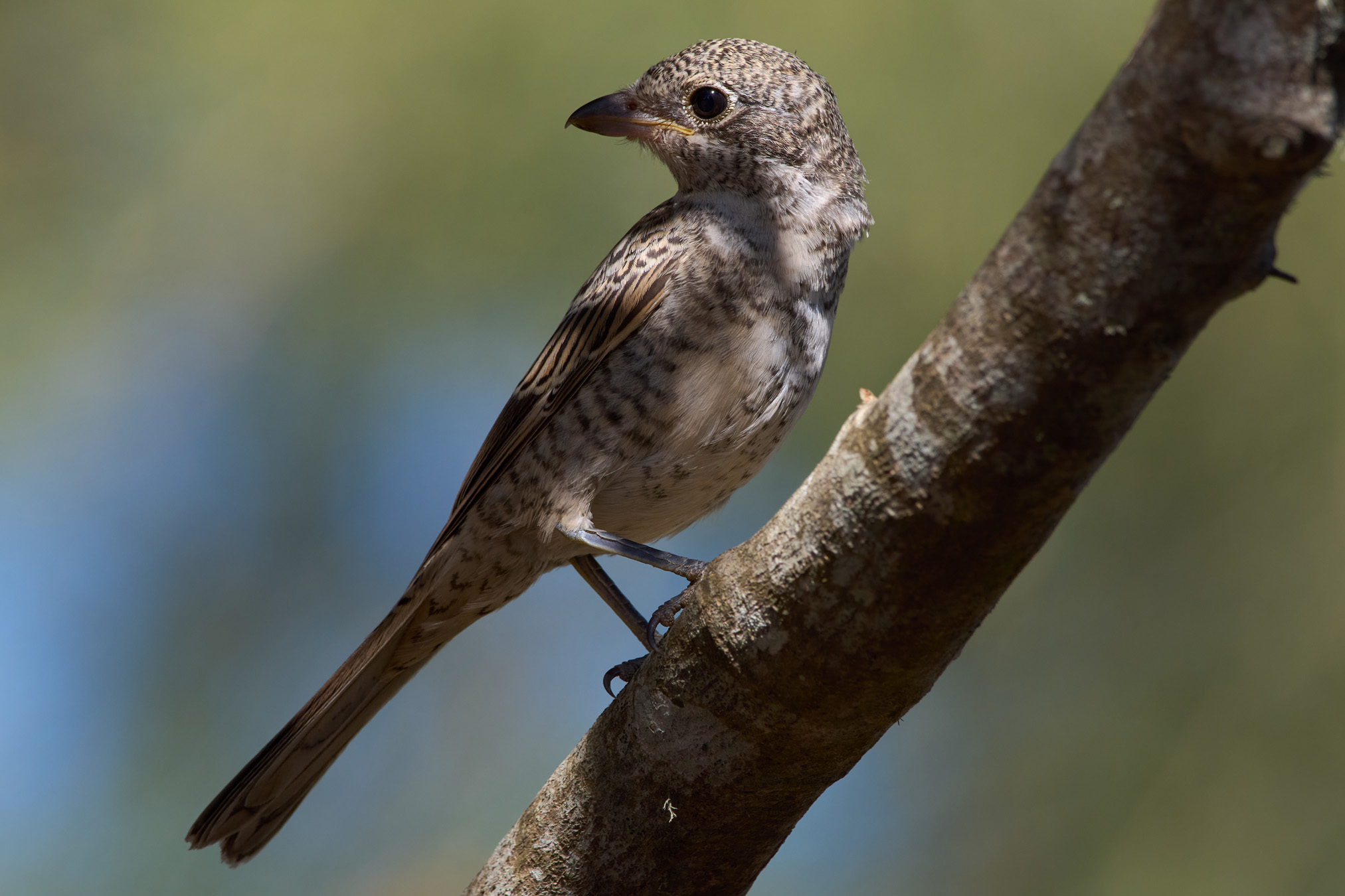 Woodchat shrike (Juvenile)