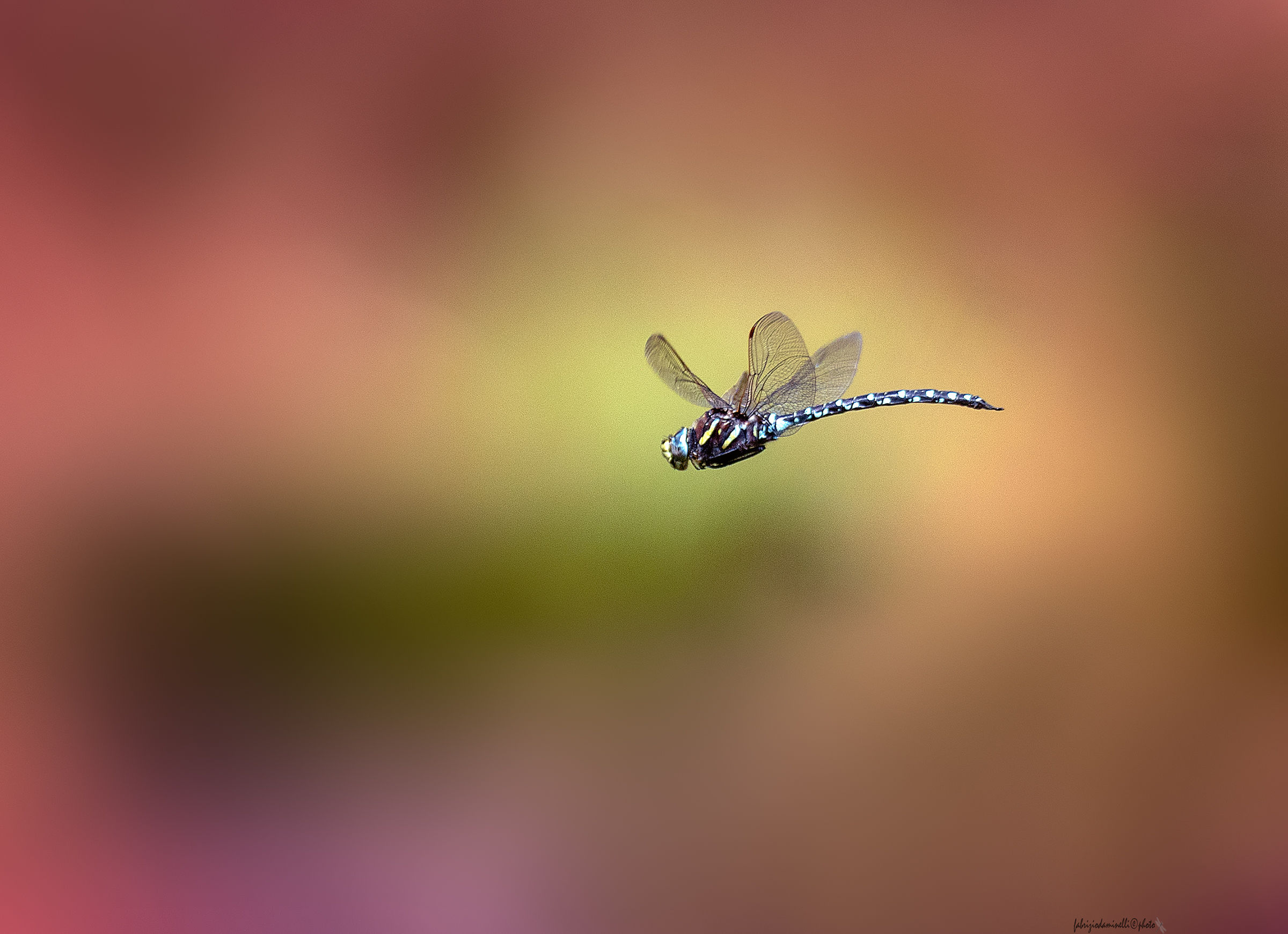 Aeshna juncea in fly