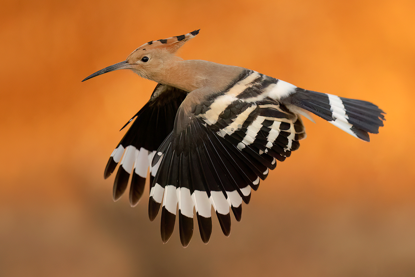 Hoopoe