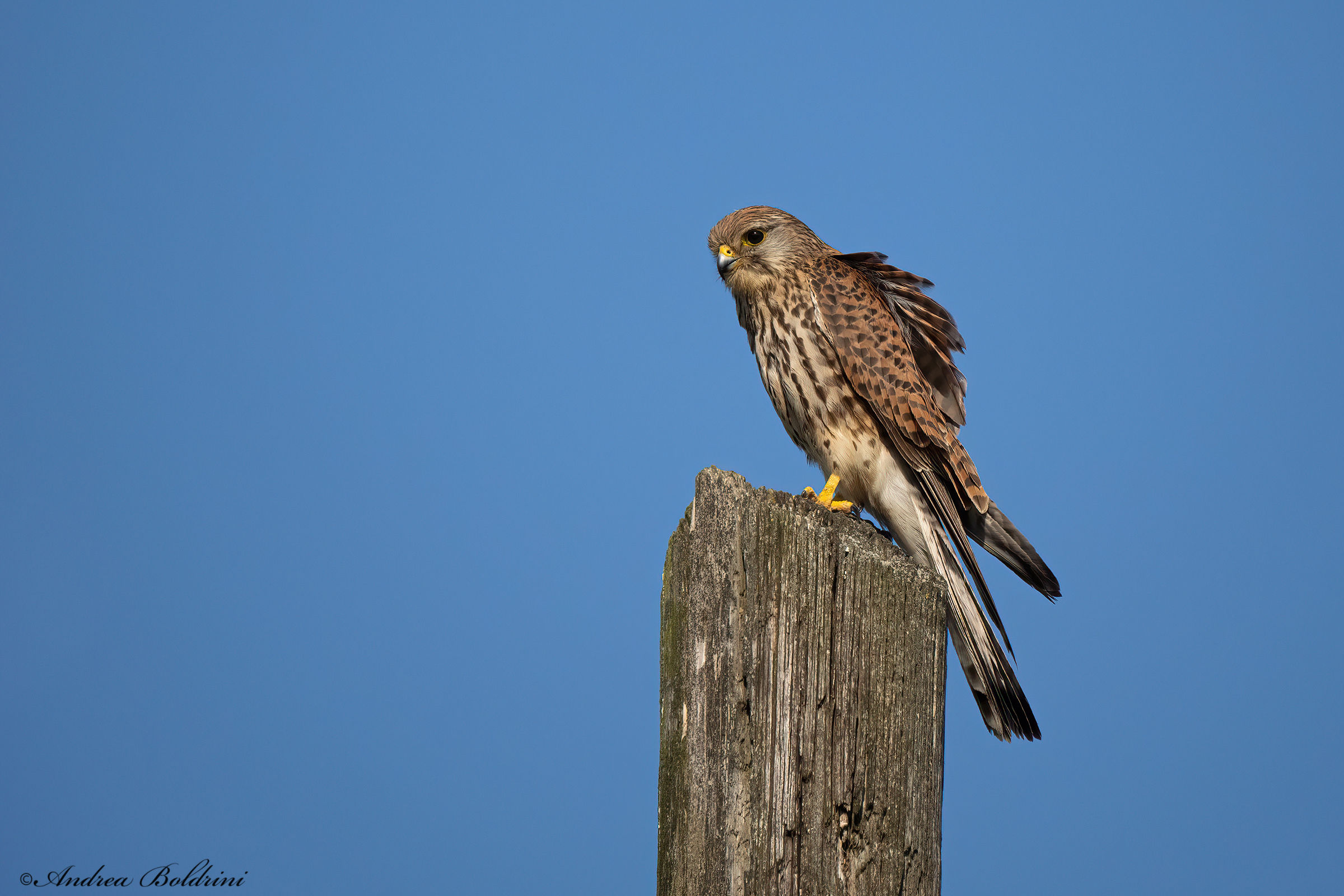 Kestrel