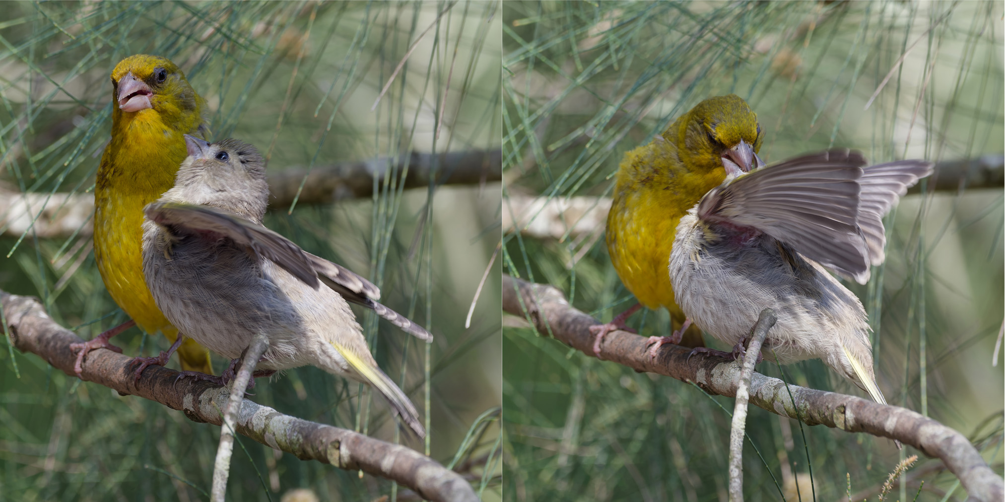 European greenfinch (feeding)