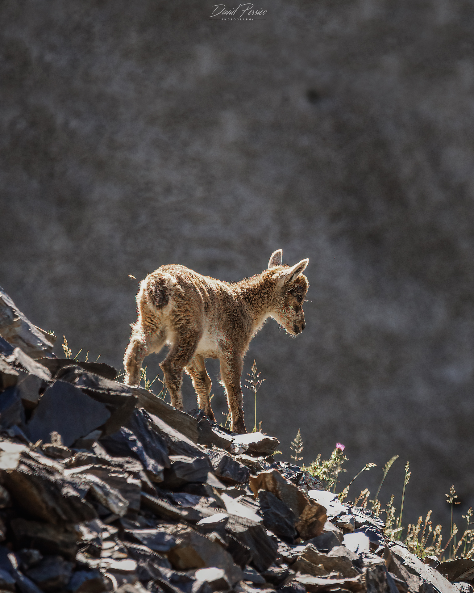 Ibex puppy