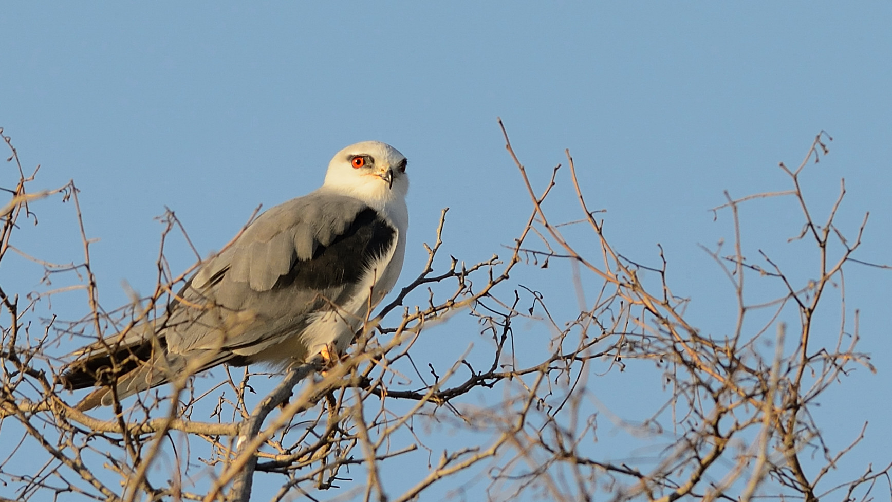 Black-winged kite / Elanus caeruleus
