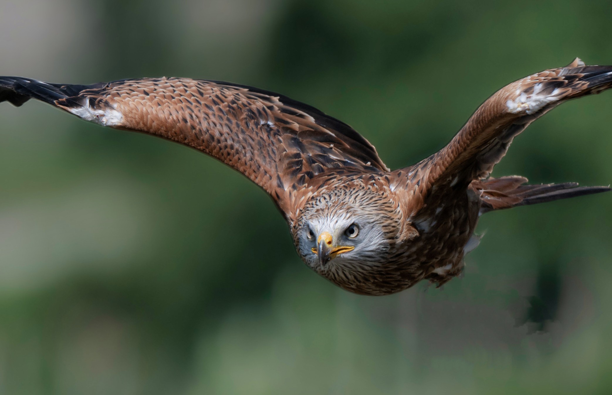 Red Kite
