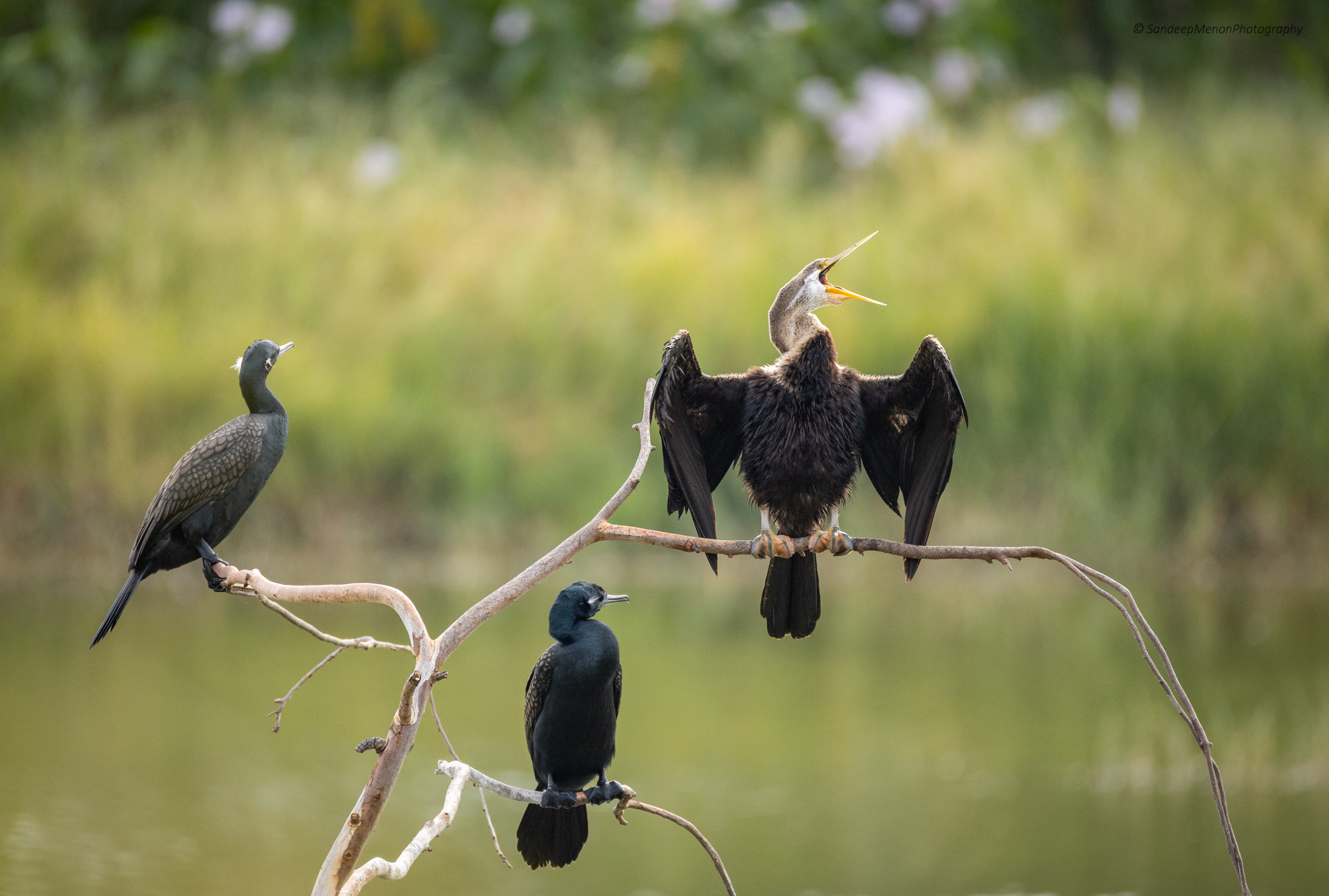 Oriental Darter and Indian cormorant