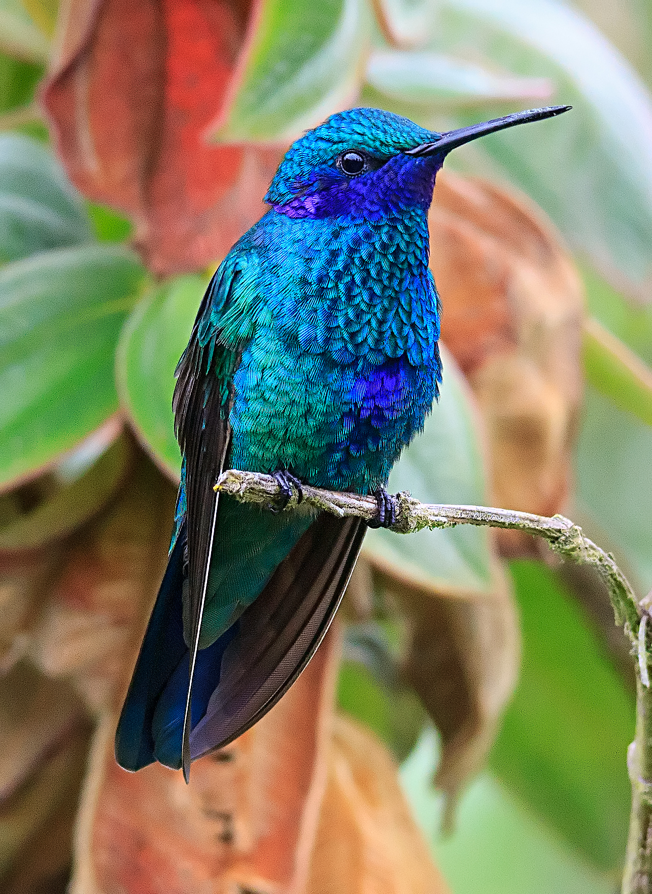 Sparkling Violetear Colibri Coruscans