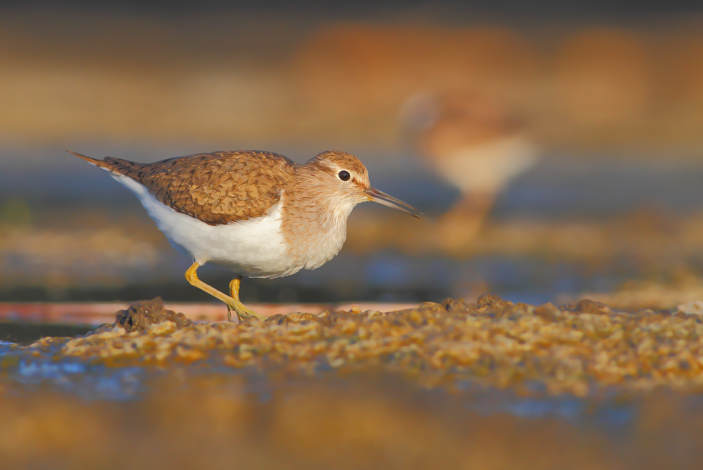 Small Sandpiper.