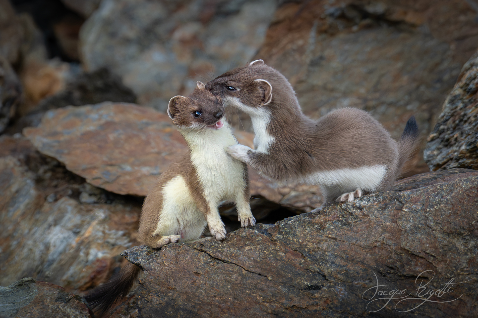 Tenderness among stoats
