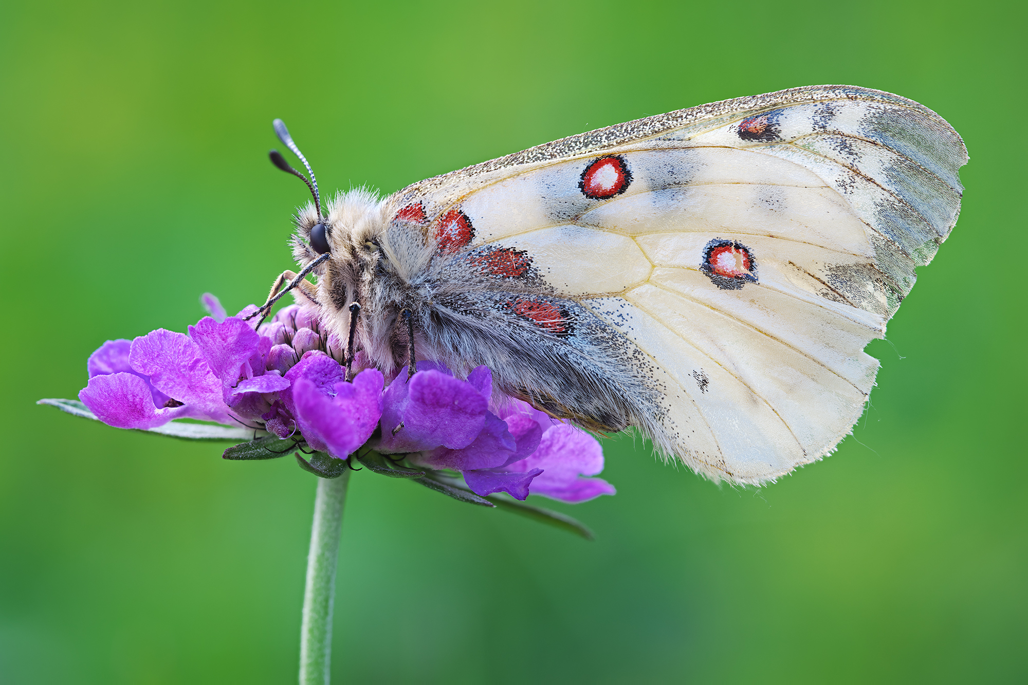 Parnassius phoebus