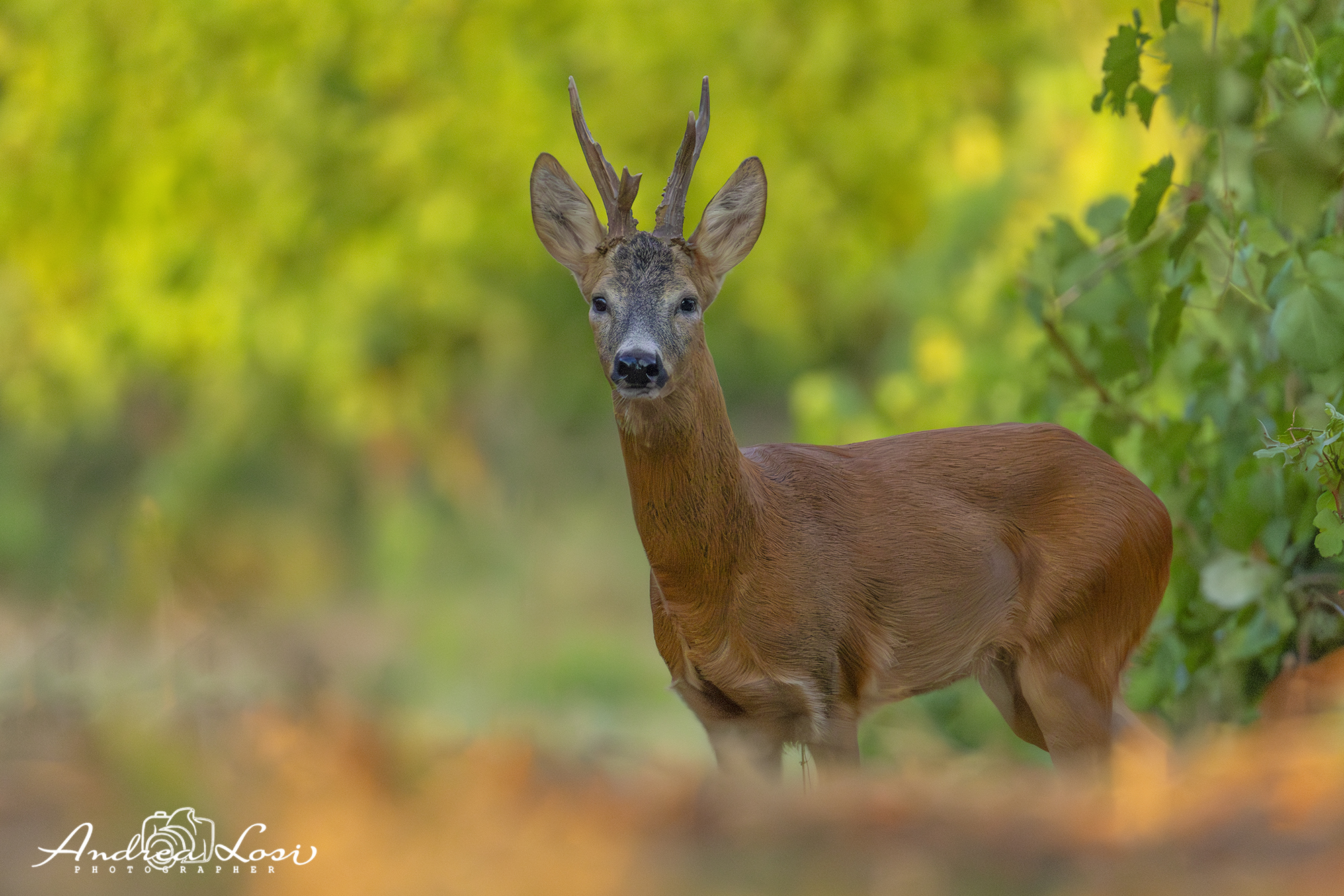 Il capriolo e l'ora d'oro...