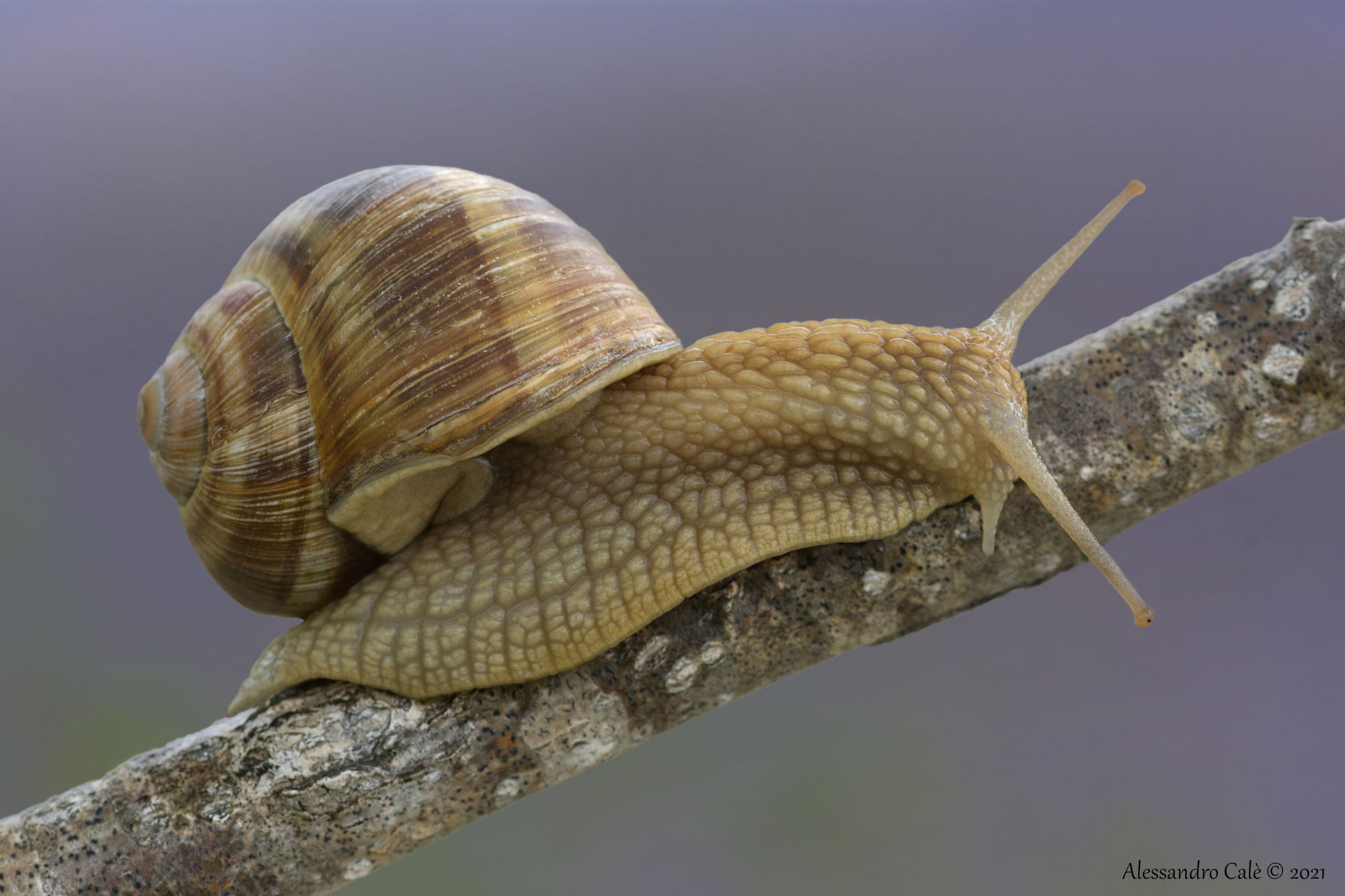 Helix pomatia (Chiocciola) 3054