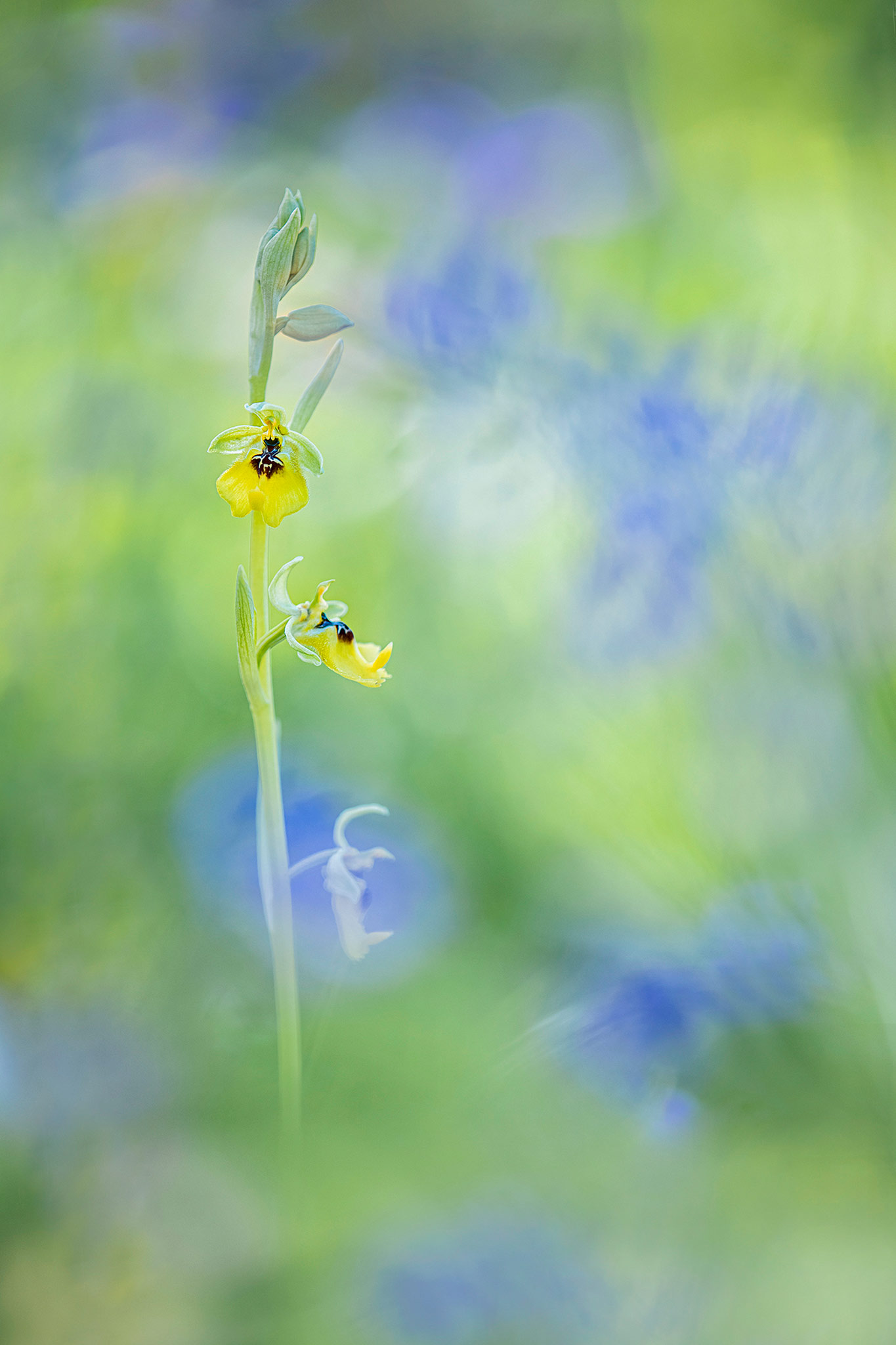Ophrys lacaitae