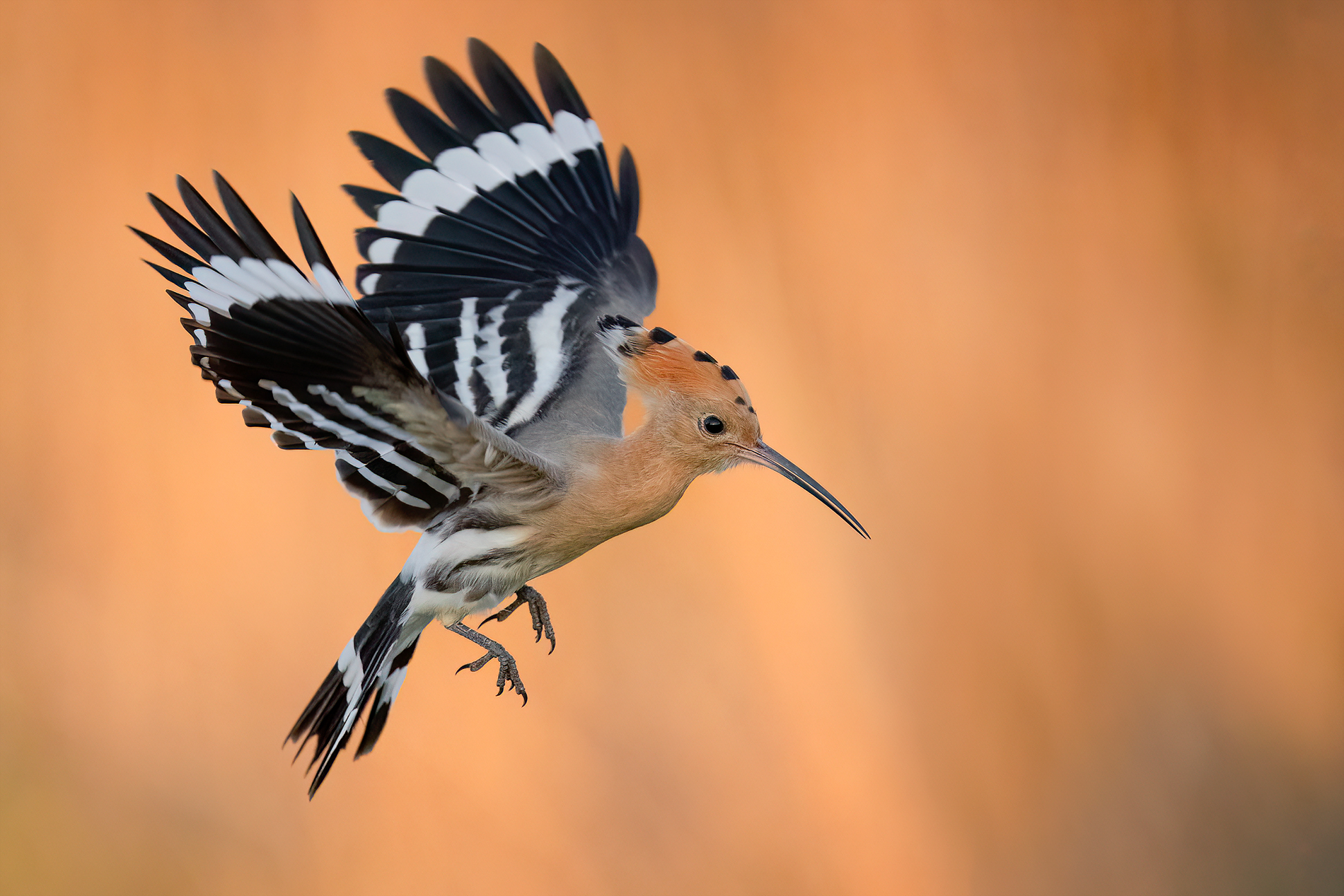 Hoopoe