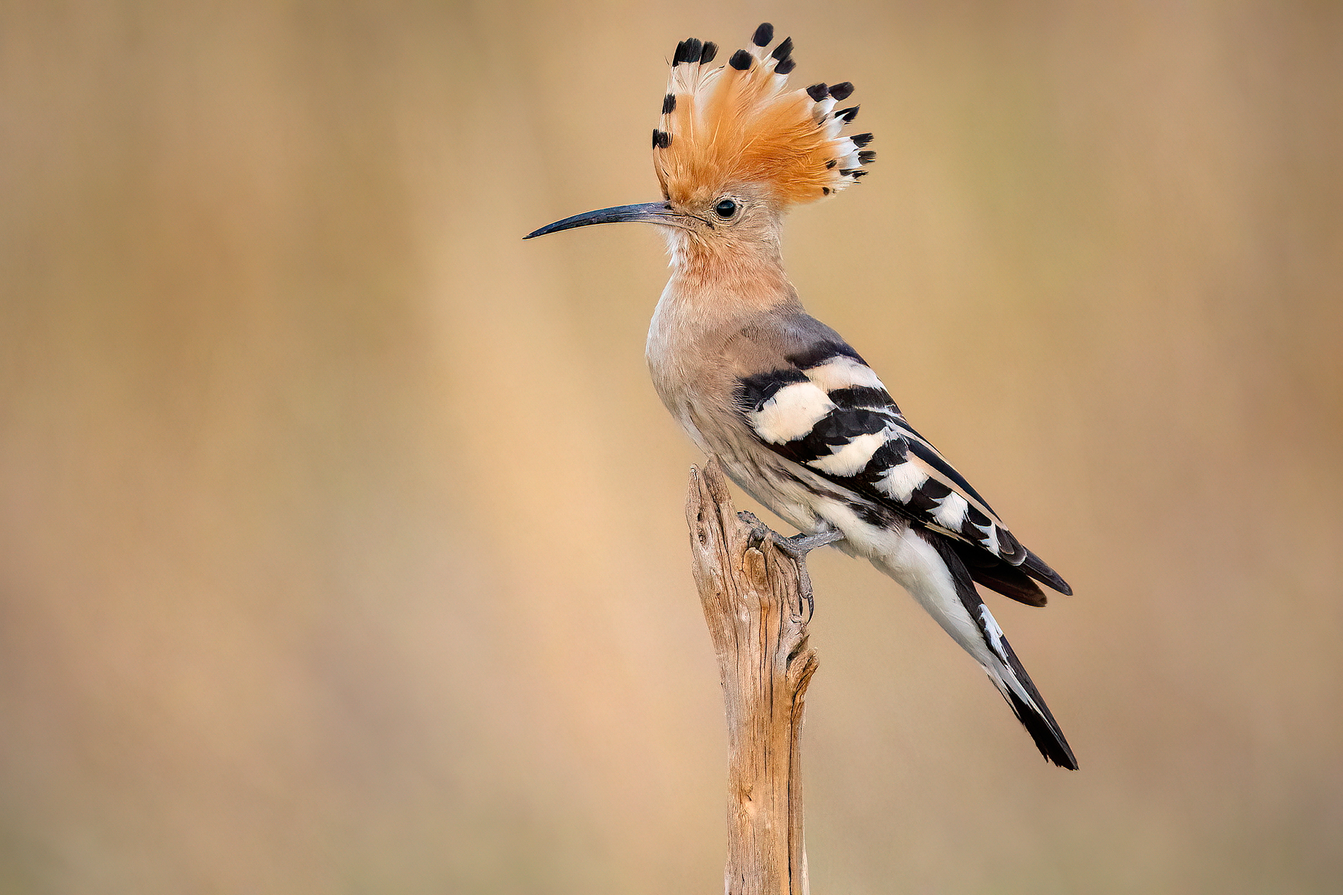 Hoopoe