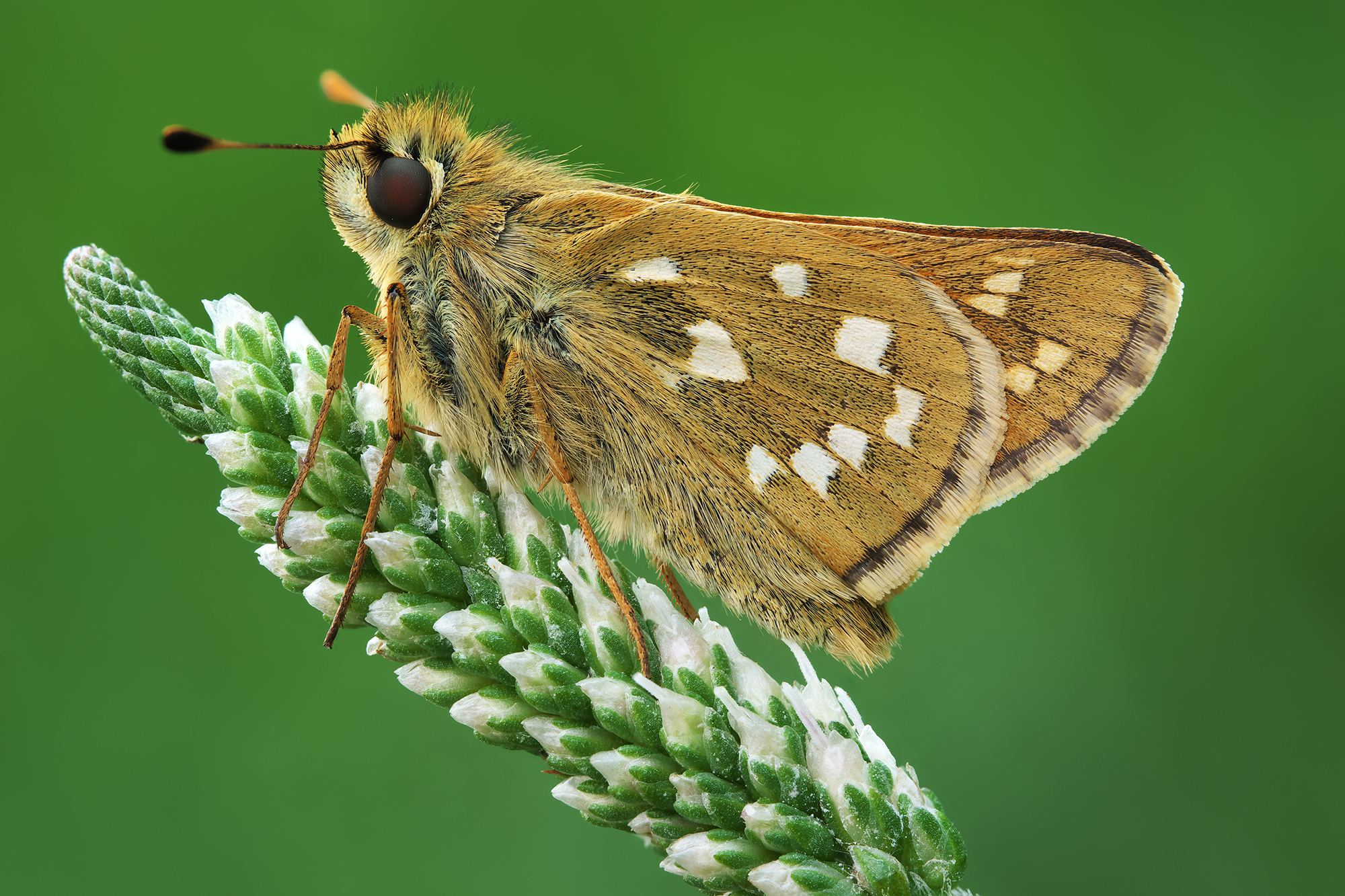 Virgola Hesperia