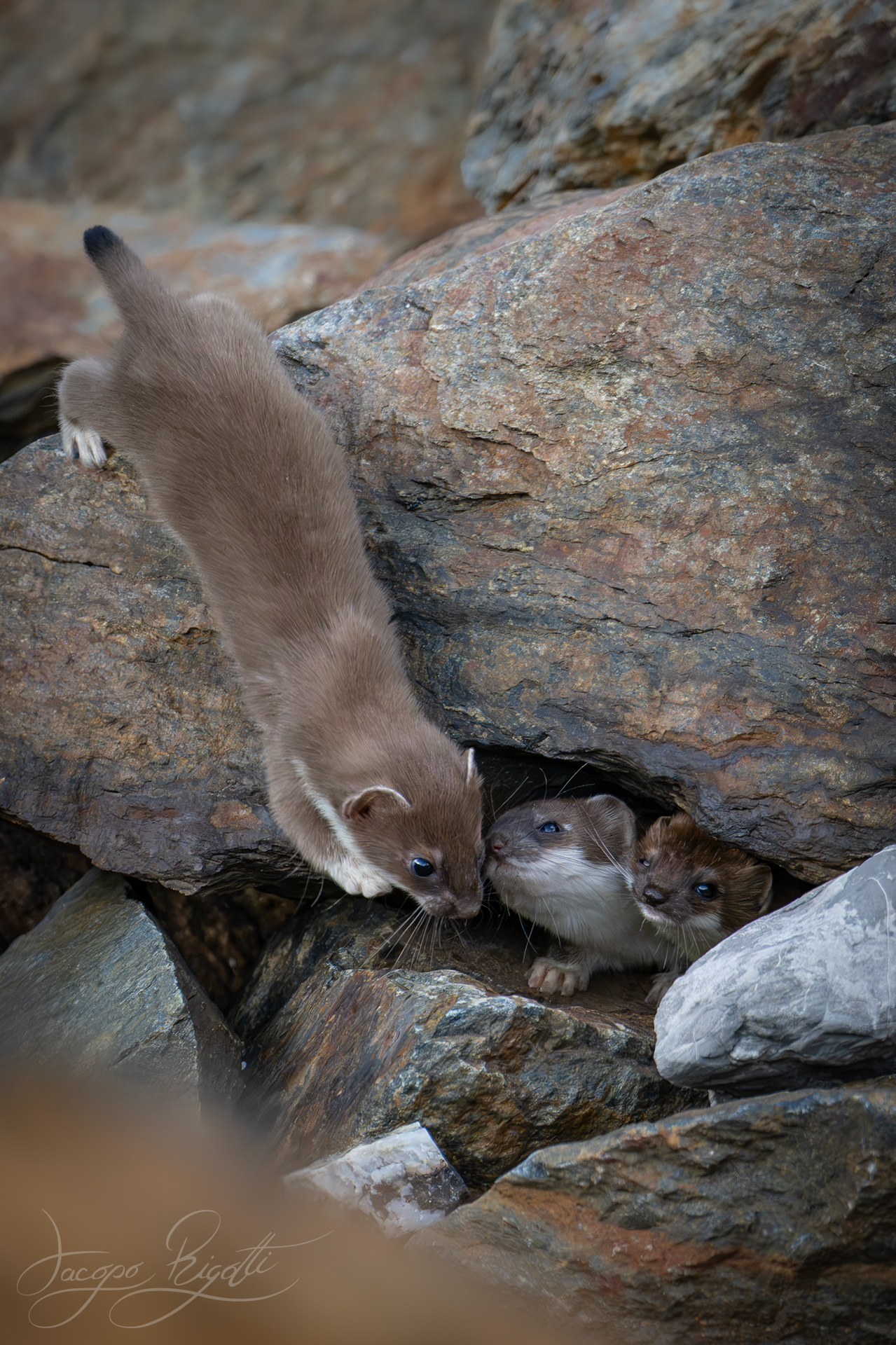 Ermines