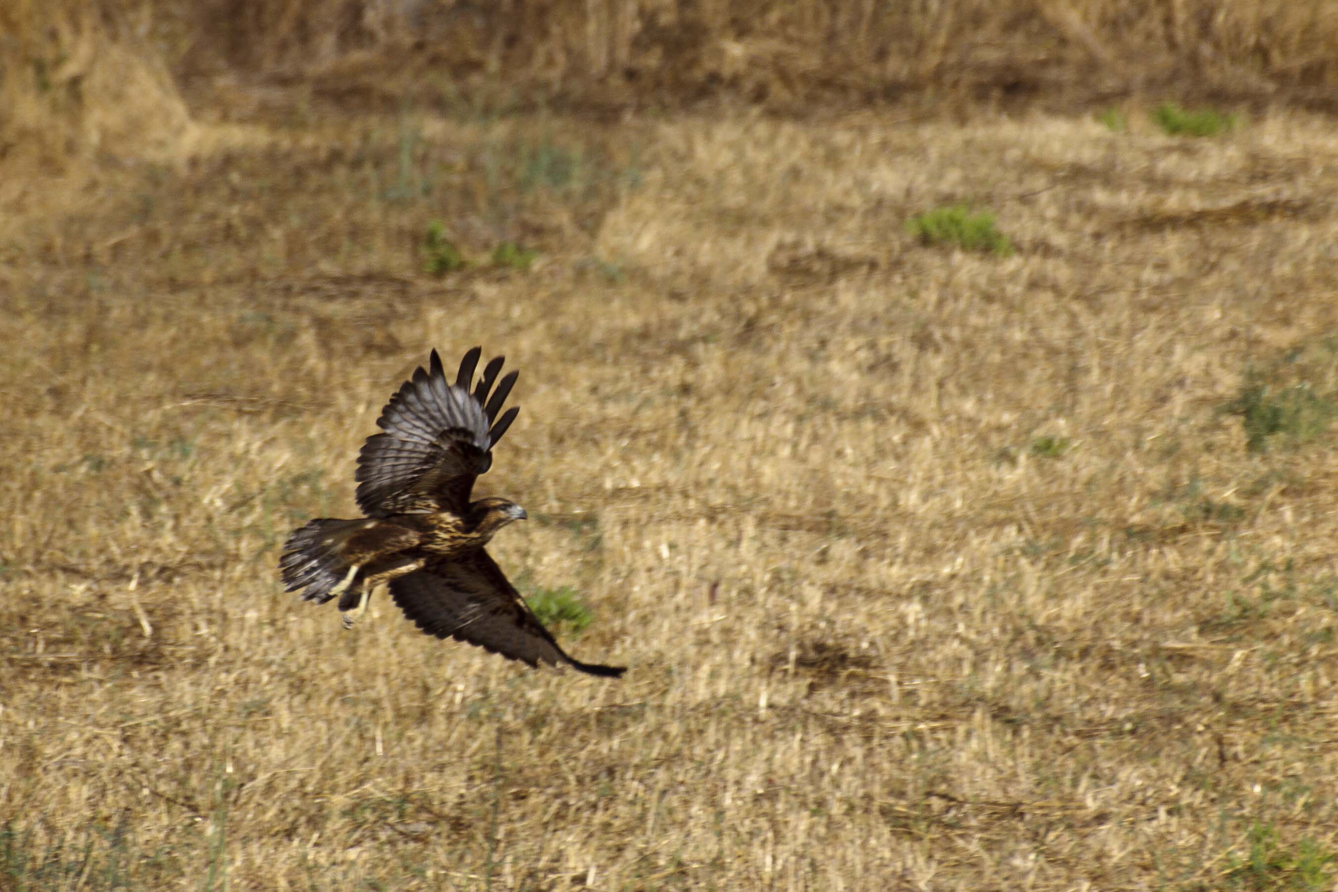 Poiana, in volo con eleganza