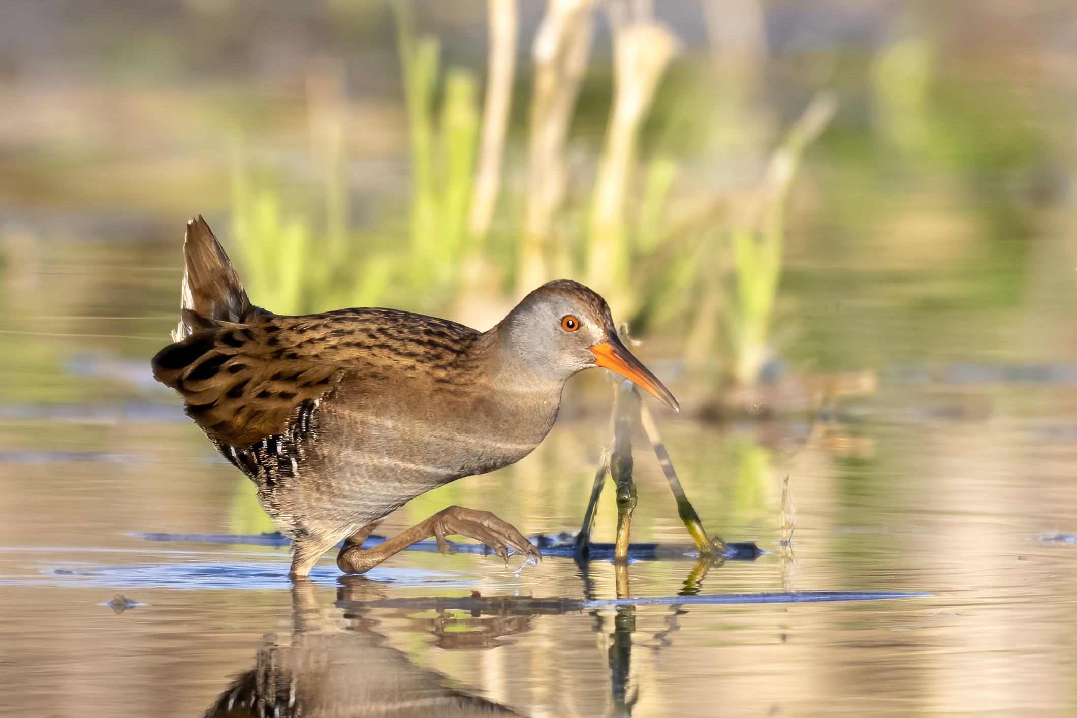 Water rail