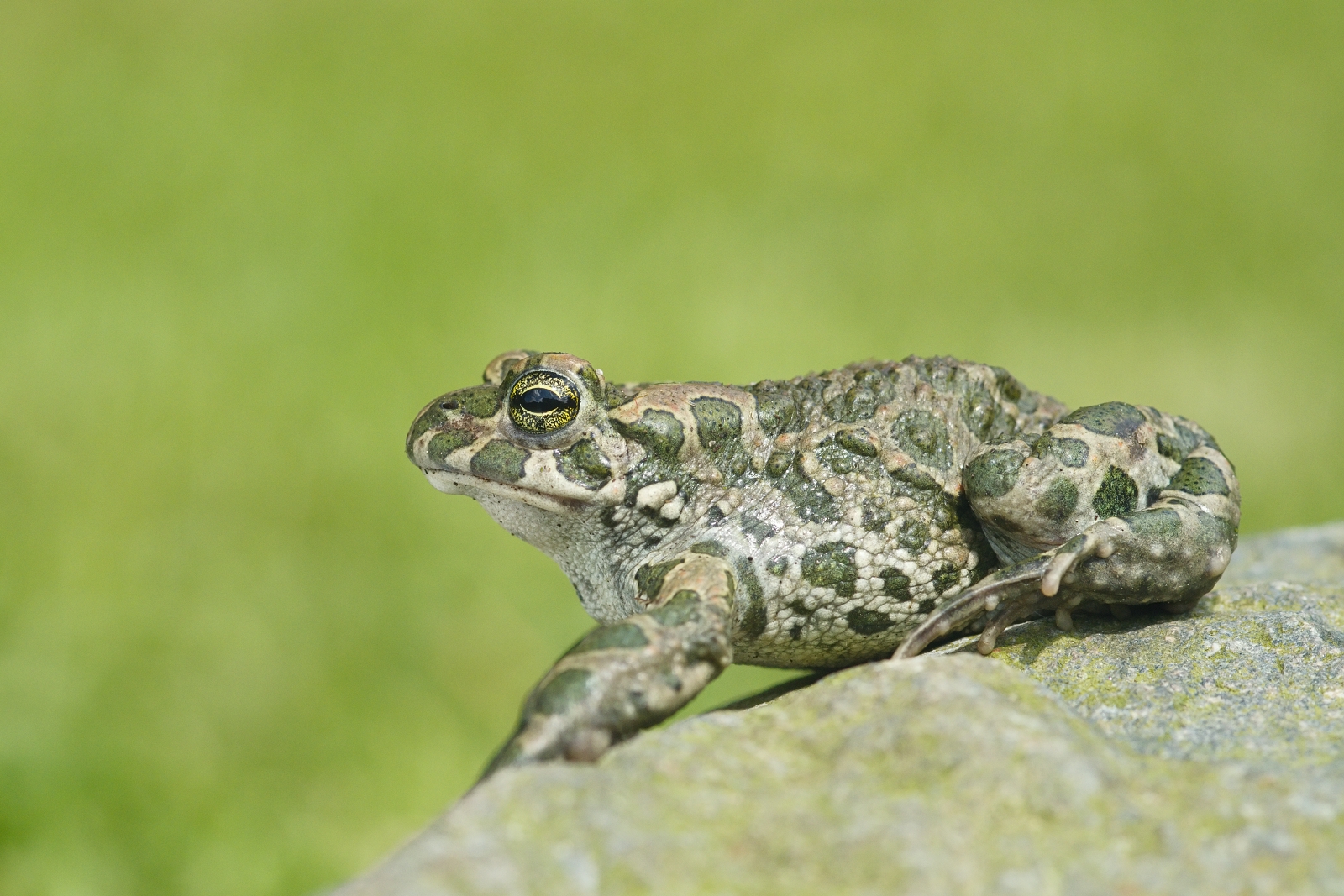 Bufotes viridis