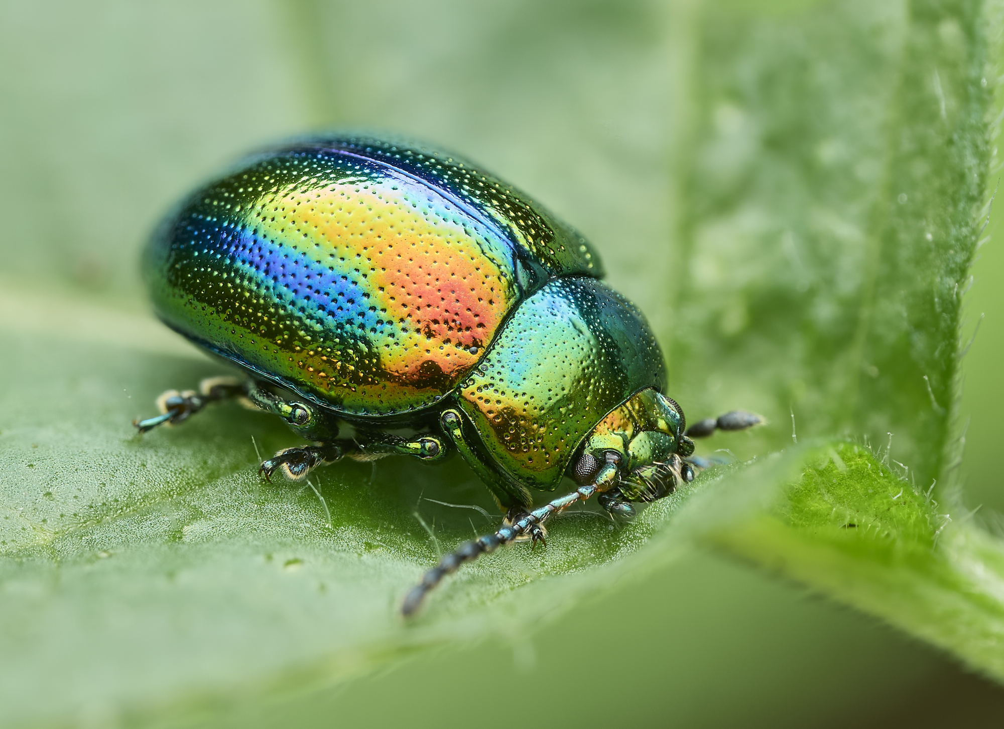 Fasta fastuosa