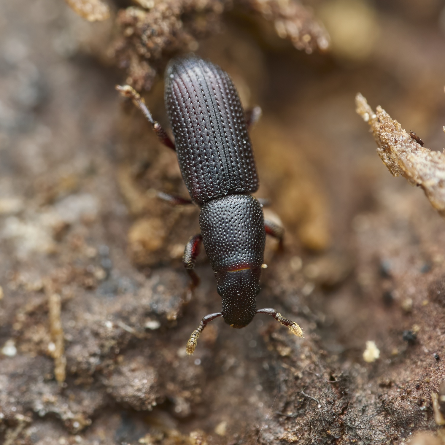 Rhyncolus sp.