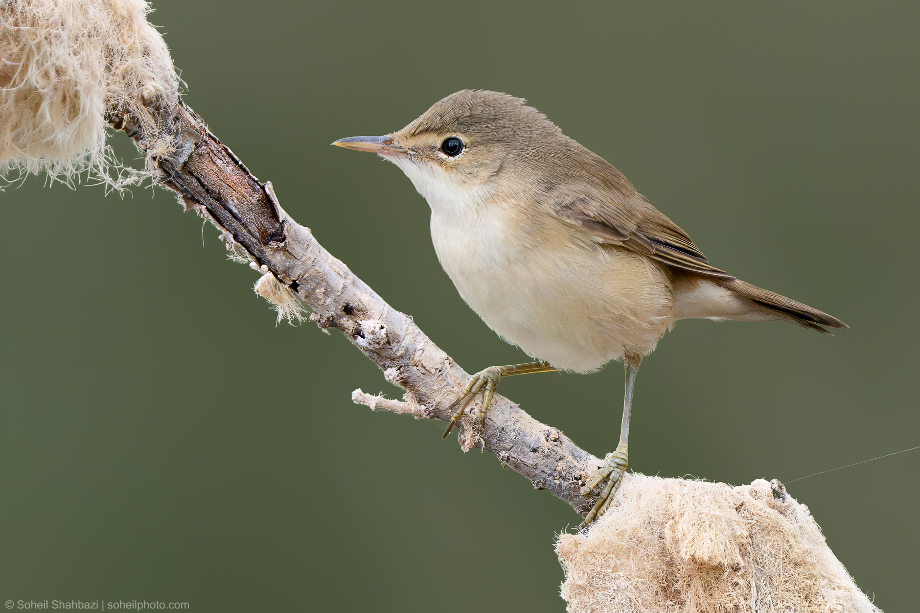 Eurasian reed warbler