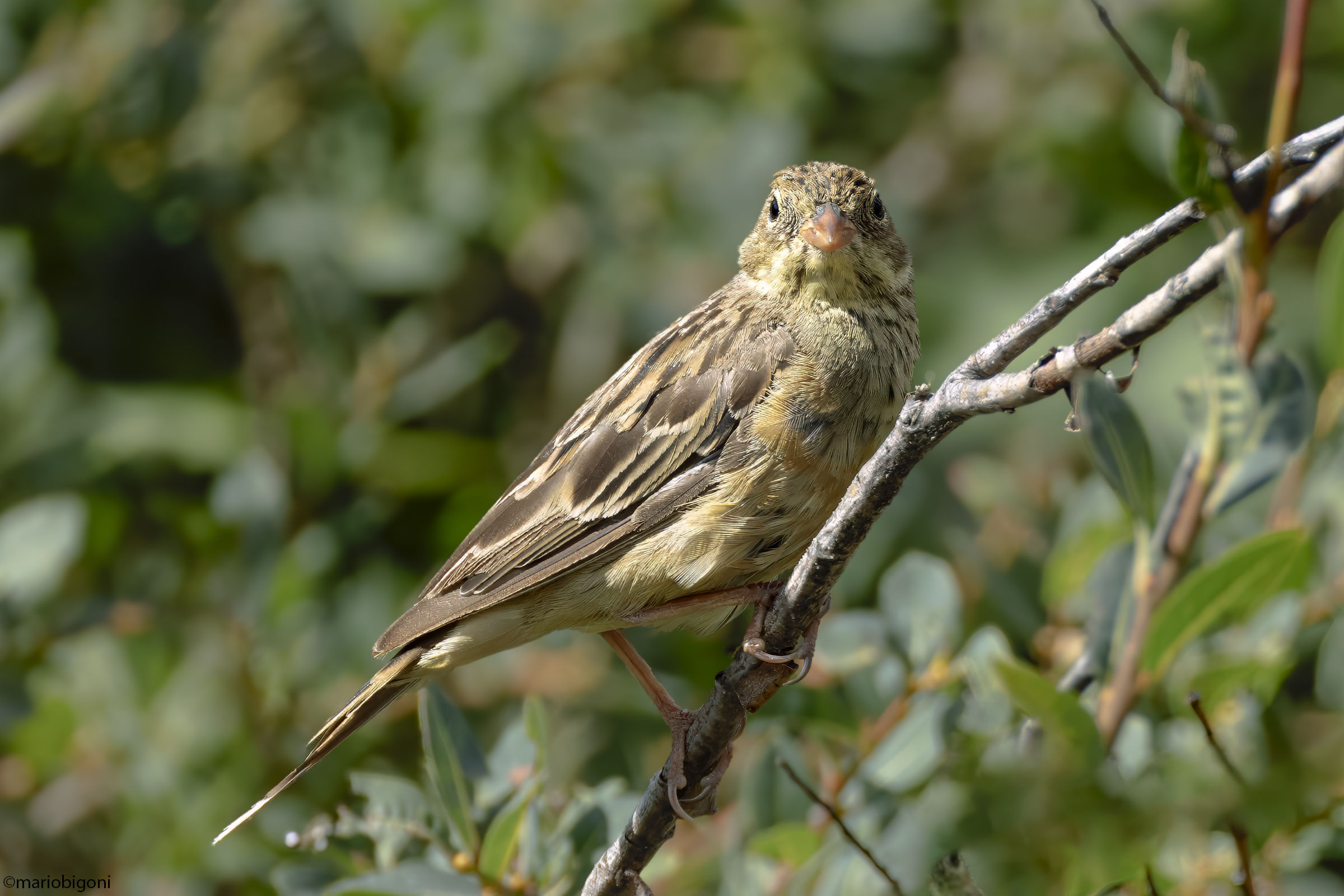 Ortolano