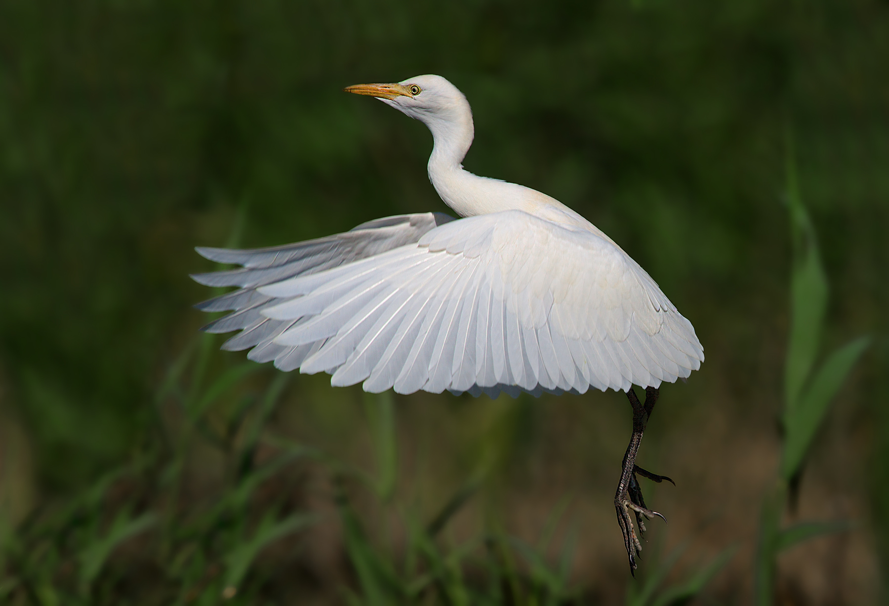 Egret