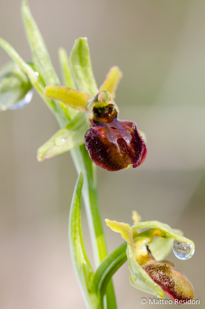 Ophrys sphegodes