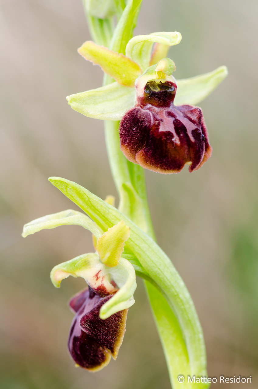 Ophrys sphegodes
