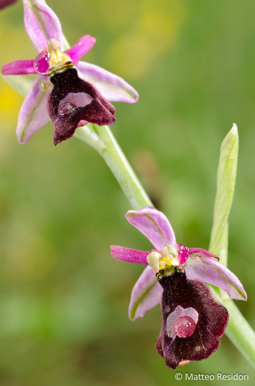 Ophrys benacensis