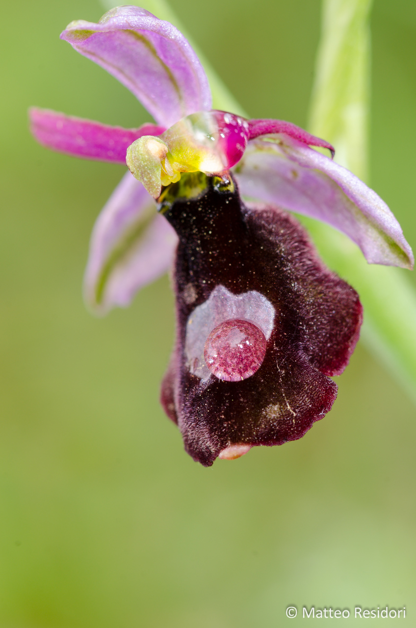 Ophrys benacensis