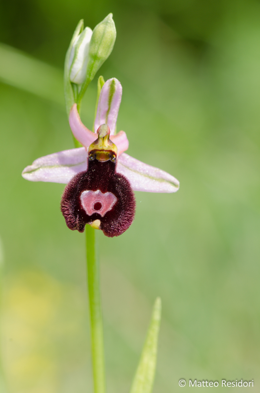 Ophrys benacensis